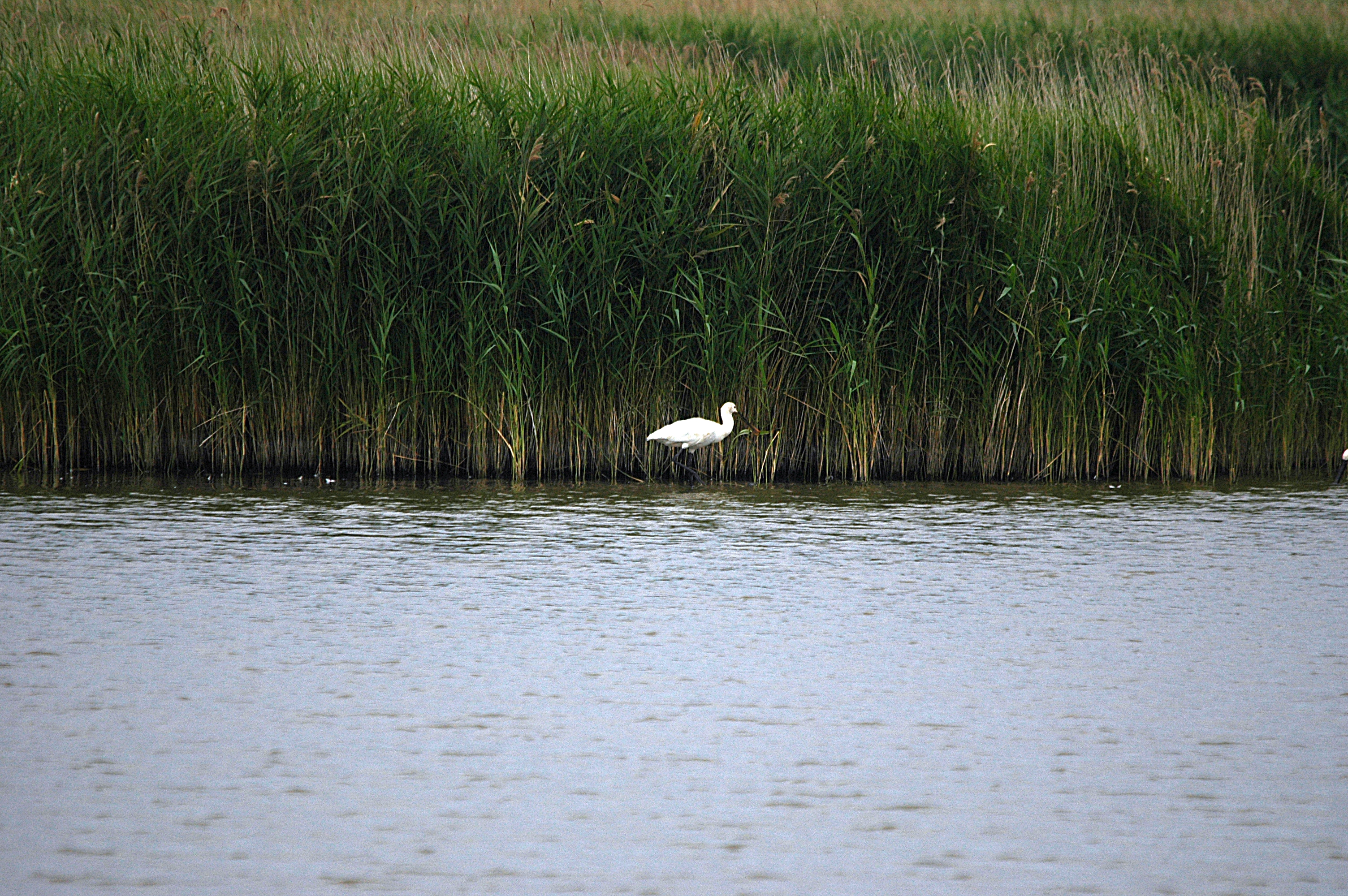 photos/wildlife/Bird_Species/025-Ibises-Spoonbills/0415-Eurasian_Spoonbill/DSC_6472.JPG