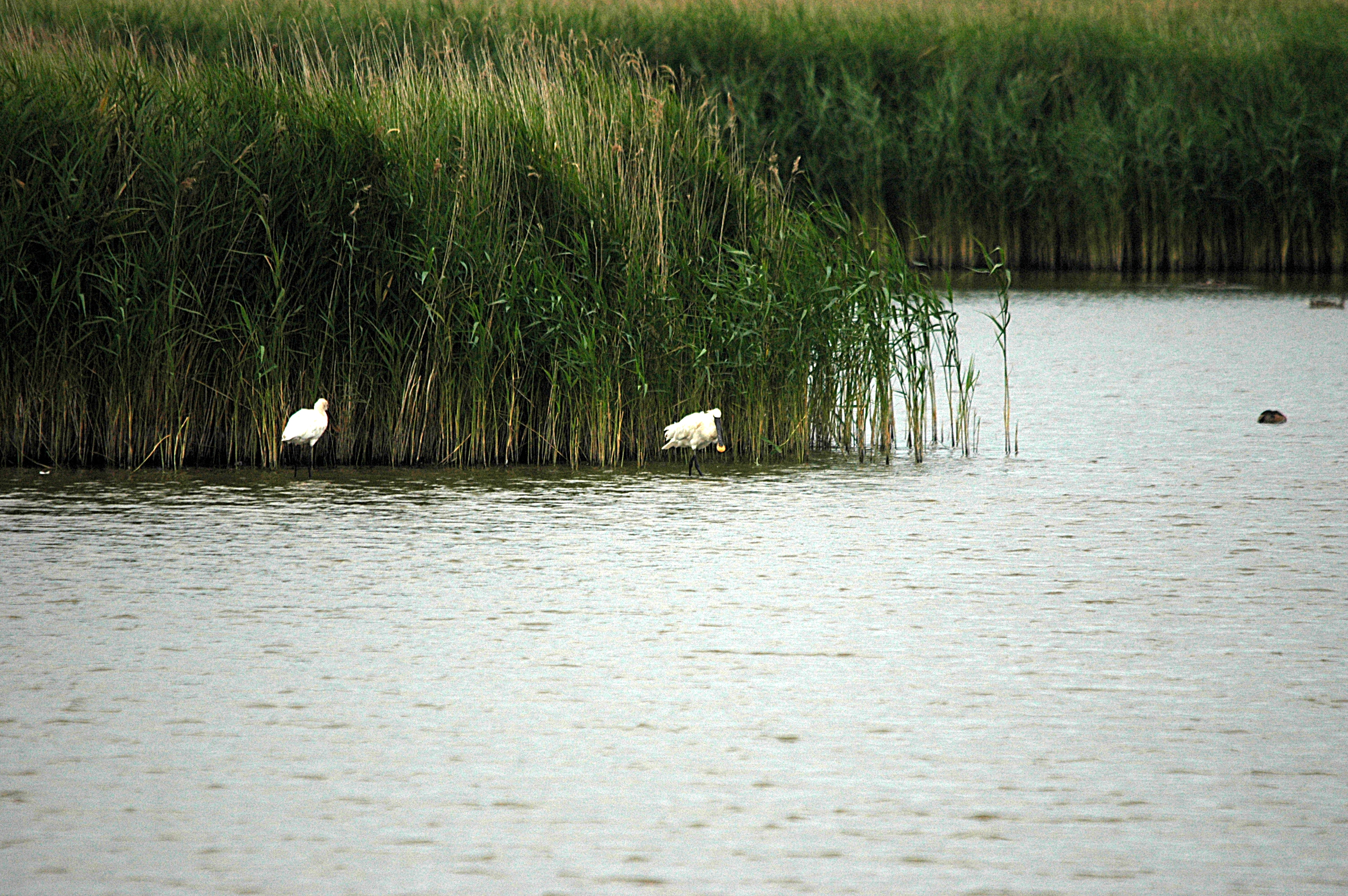 photos/wildlife/Bird_Species/025-Ibises-Spoonbills/0415-Eurasian_Spoonbill/DSC_6475.JPG