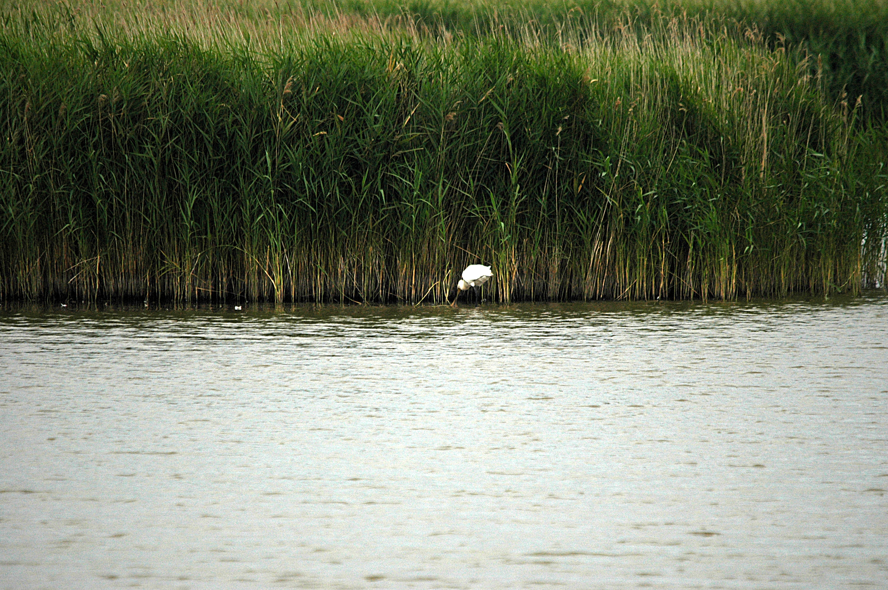 photos/wildlife/Bird_Species/025-Ibises-Spoonbills/0415-Eurasian_Spoonbill/DSC_6478.JPG