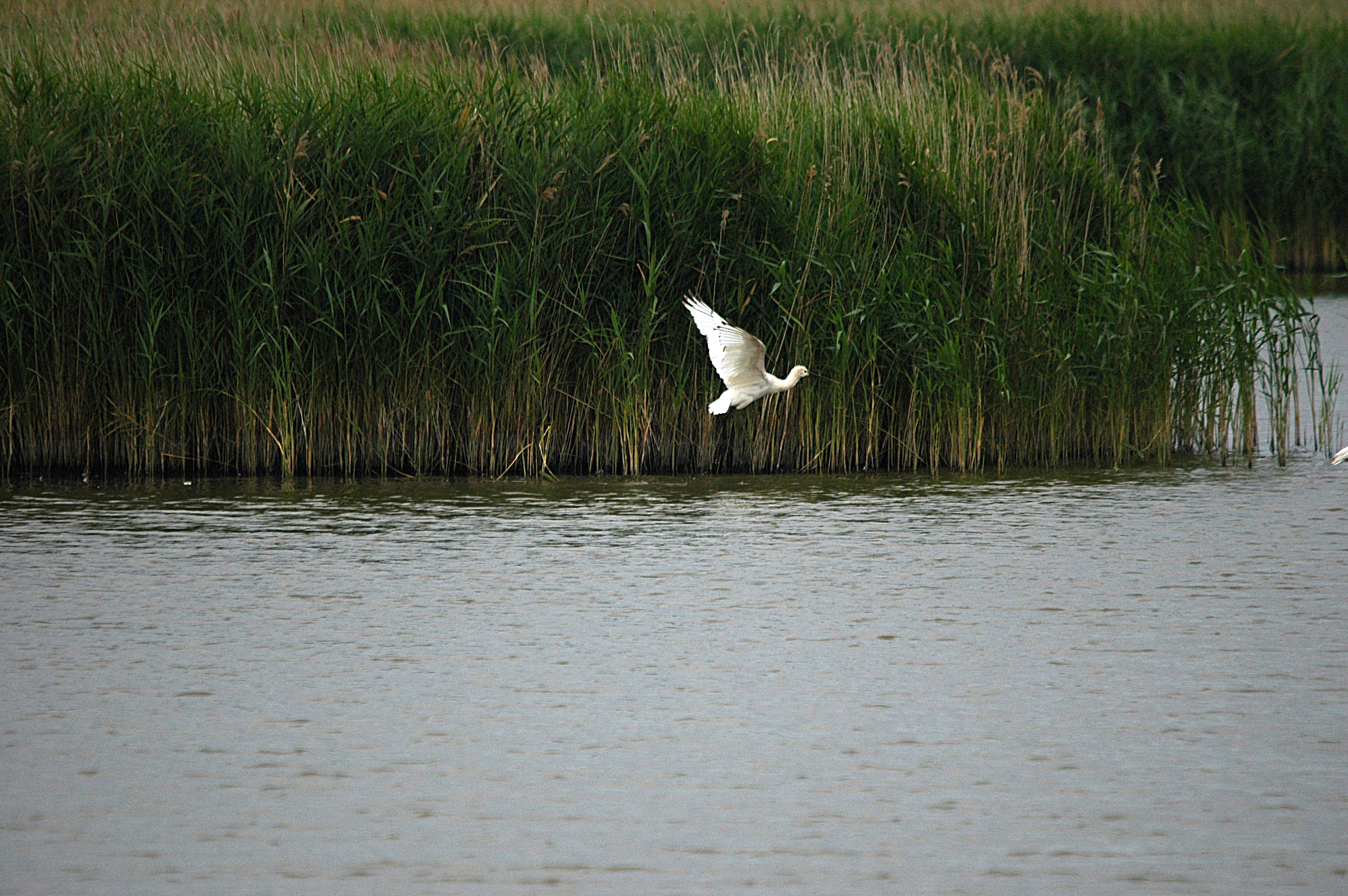 photos/wildlife/Bird_Species/025-Ibises-Spoonbills/0415-Eurasian_Spoonbill/DSC_6480.JPG
