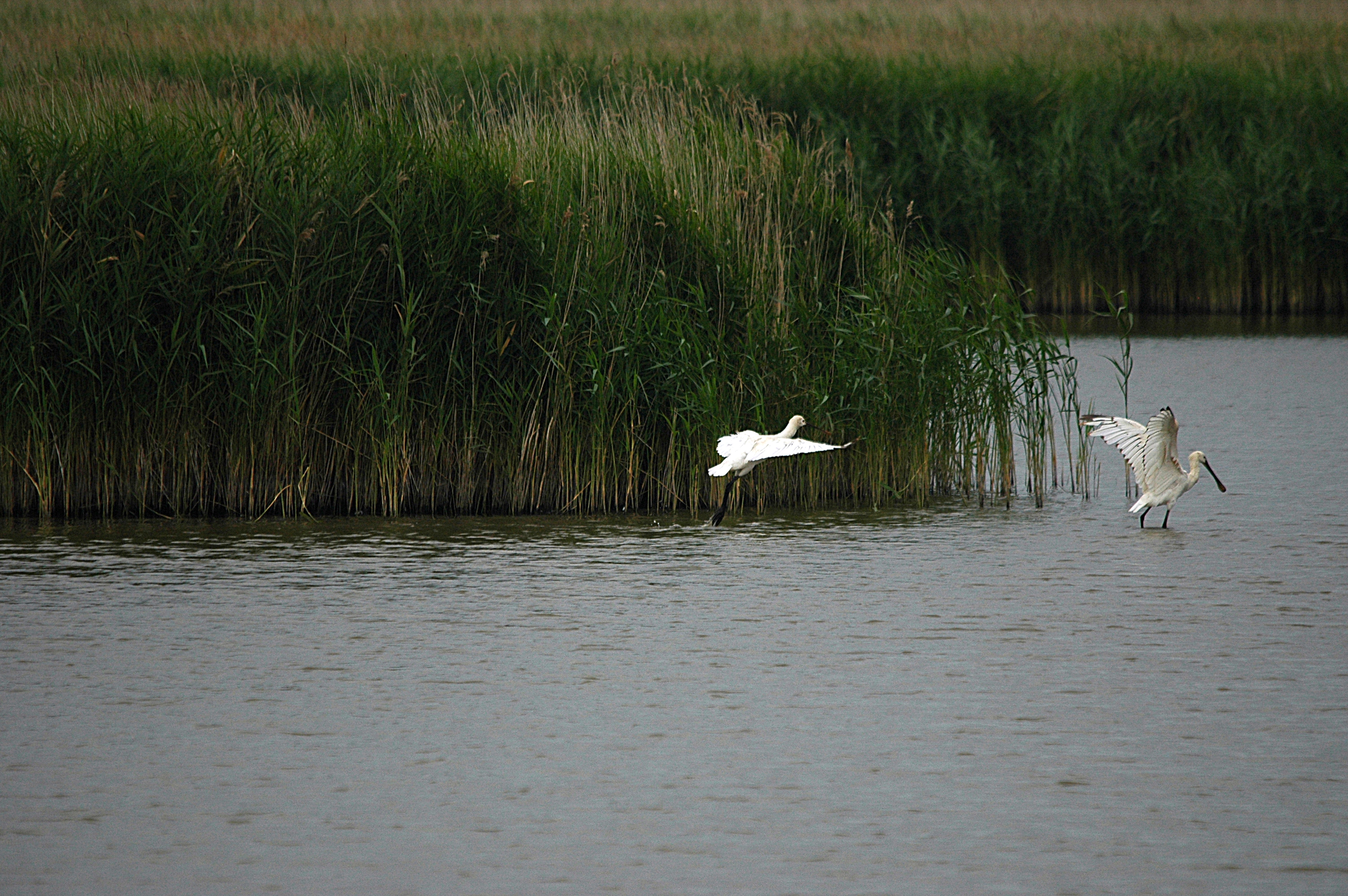 photos/wildlife/Bird_Species/025-Ibises-Spoonbills/0415-Eurasian_Spoonbill/DSC_6481.JPG