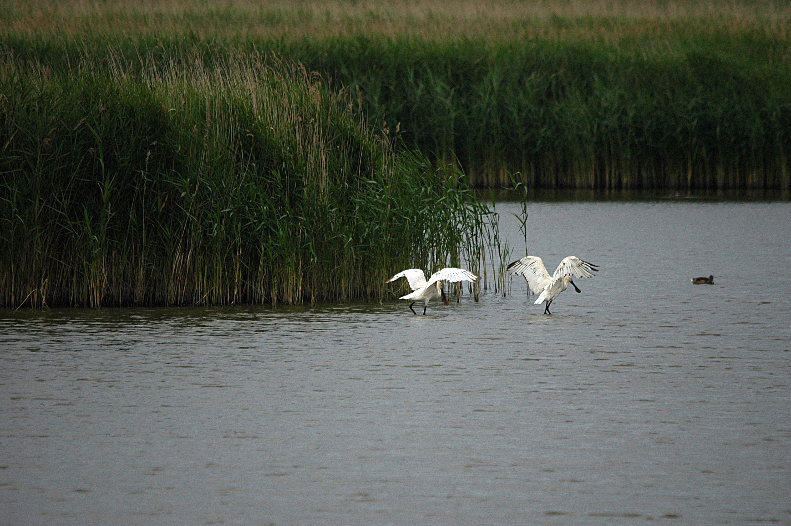 photos/wildlife/Bird_Species/025-Ibises-Spoonbills/0415-Eurasian_Spoonbill/DSC_6482.JPG