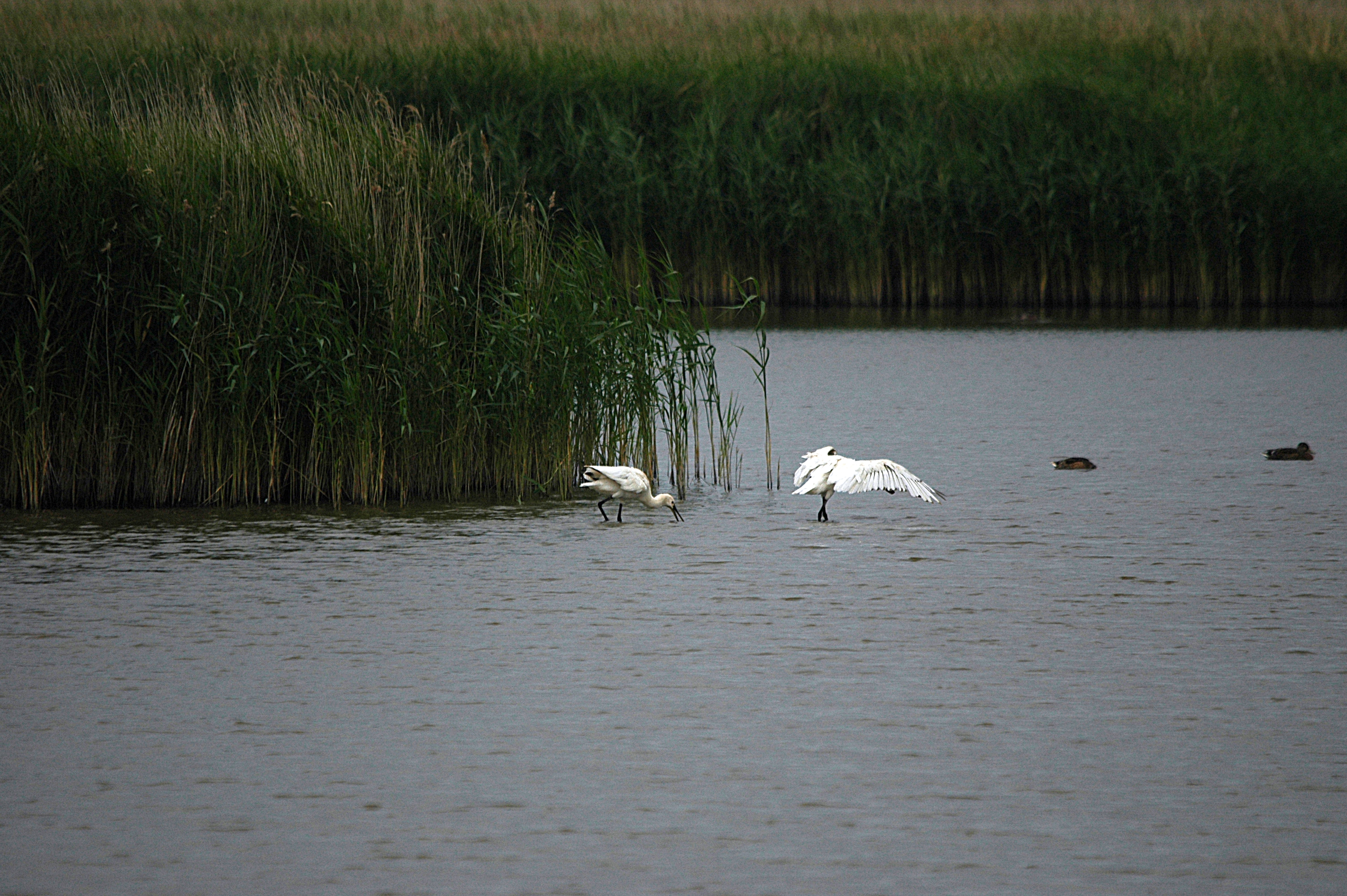 photos/wildlife/Bird_Species/025-Ibises-Spoonbills/0415-Eurasian_Spoonbill/DSC_6483.JPG