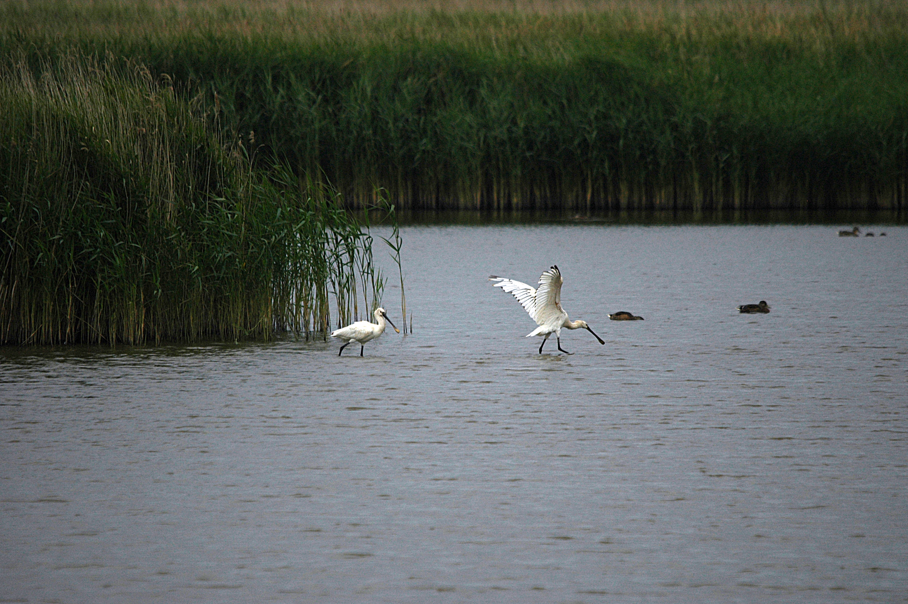 photos/wildlife/Bird_Species/025-Ibises-Spoonbills/0415-Eurasian_Spoonbill/DSC_6484.JPG