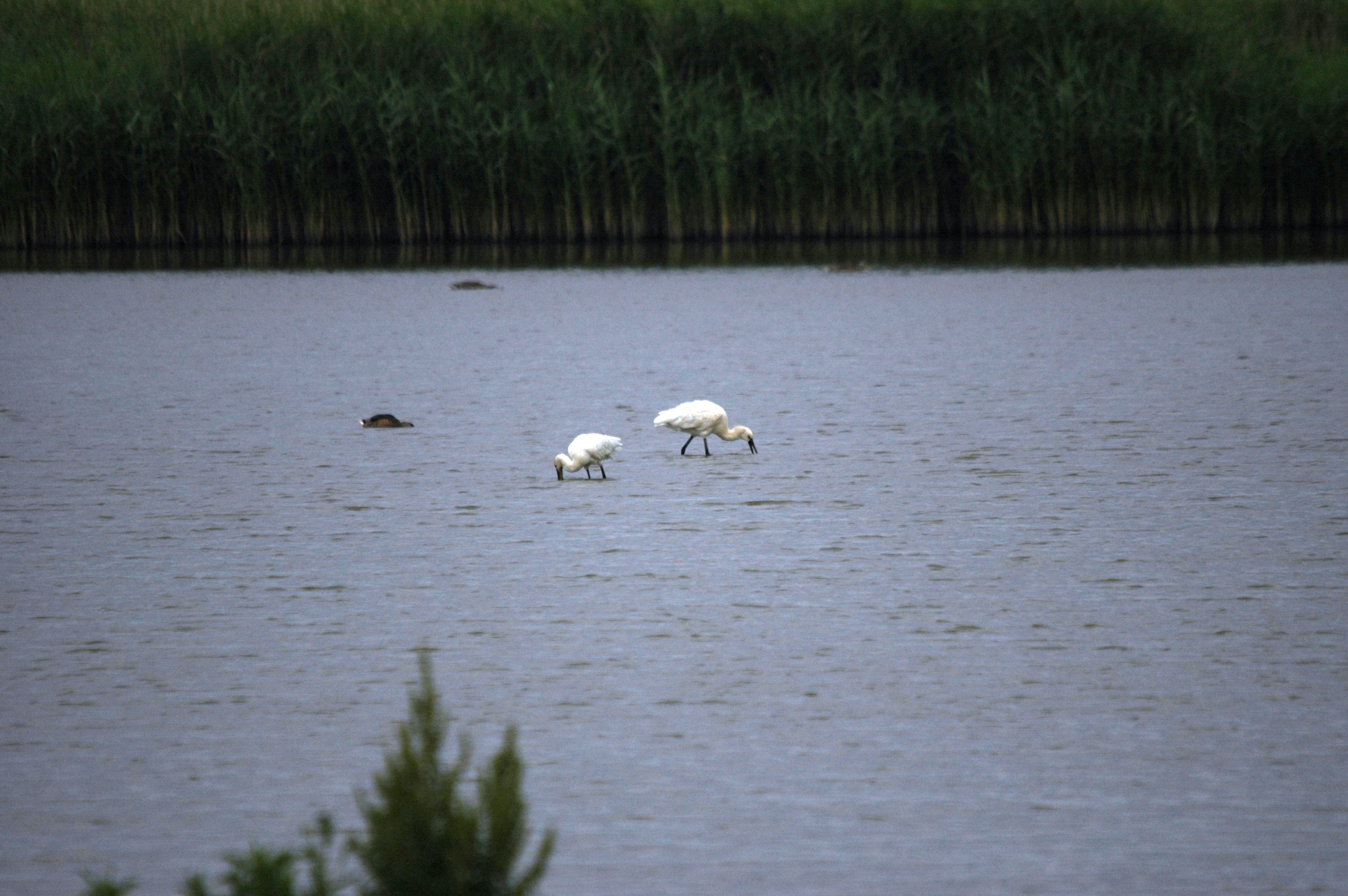 photos/wildlife/Bird_Species/025-Ibises-Spoonbills/0415-Eurasian_Spoonbill/DSC_6485.JPG