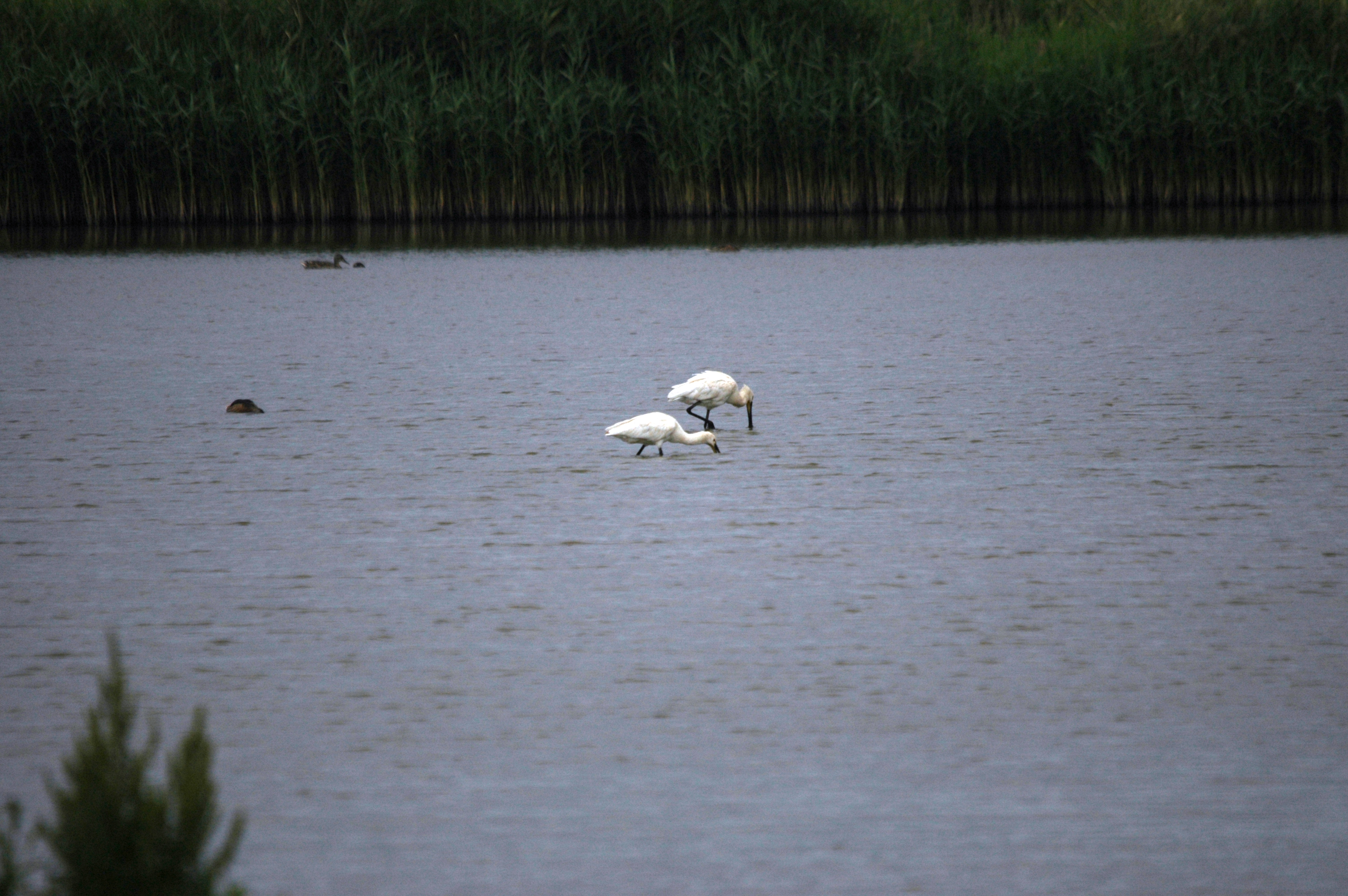 photos/wildlife/Bird_Species/025-Ibises-Spoonbills/0415-Eurasian_Spoonbill/DSC_6486.JPG