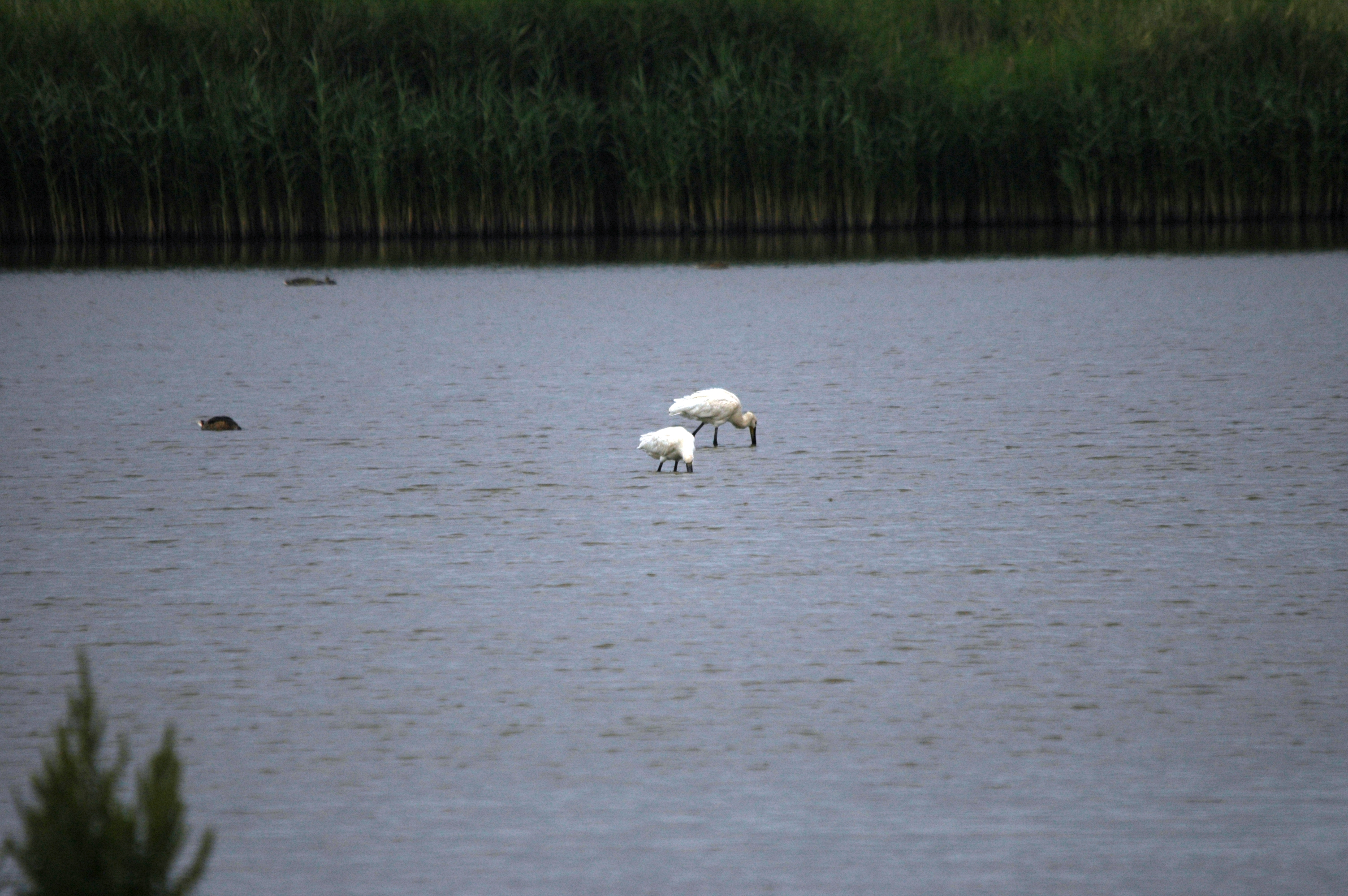 photos/wildlife/Bird_Species/025-Ibises-Spoonbills/0415-Eurasian_Spoonbill/DSC_6487.JPG