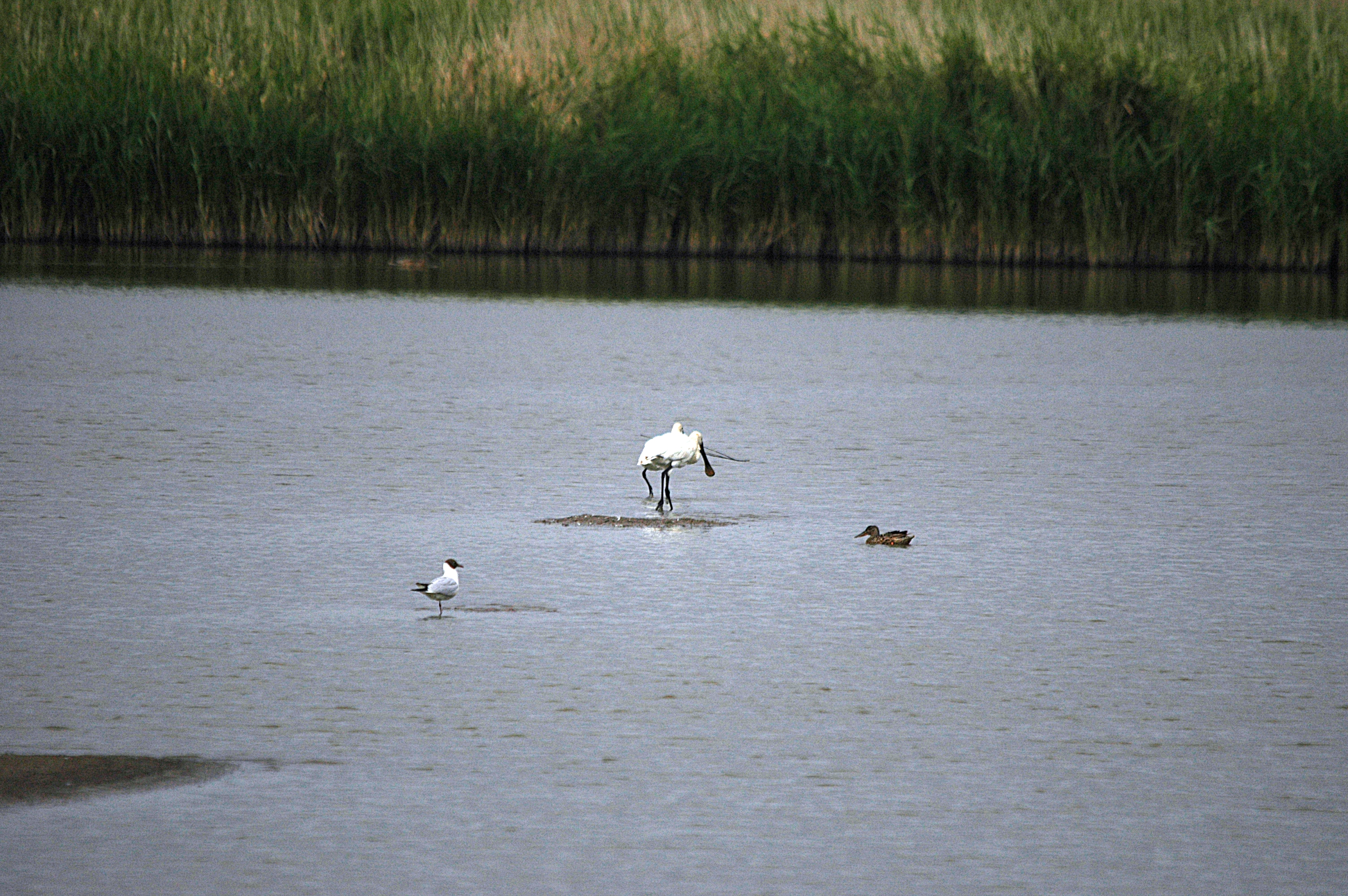 photos/wildlife/Bird_Species/025-Ibises-Spoonbills/0415-Eurasian_Spoonbill/DSC_6488.JPG