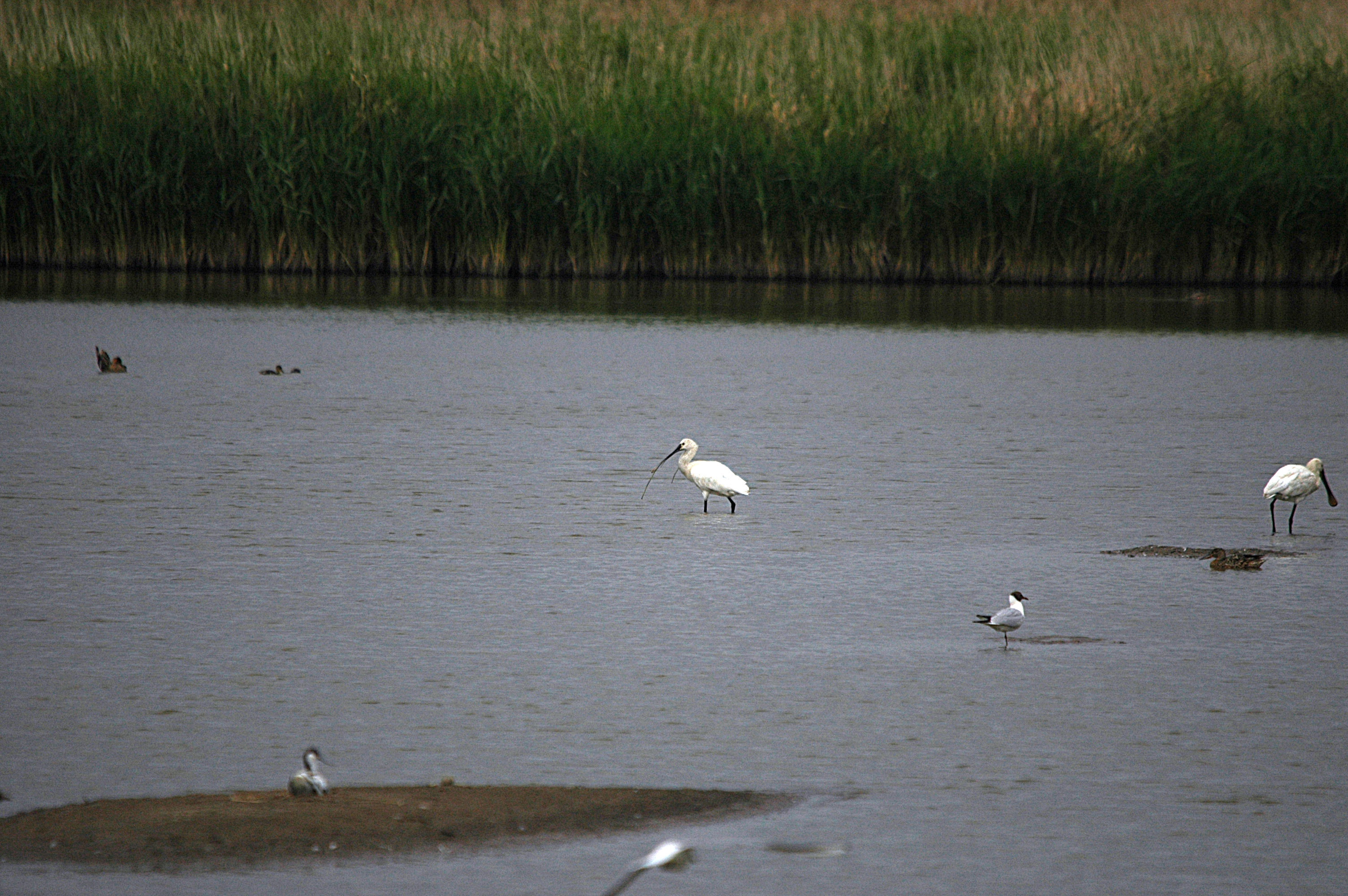 photos/wildlife/Bird_Species/025-Ibises-Spoonbills/0415-Eurasian_Spoonbill/DSC_6489.JPG