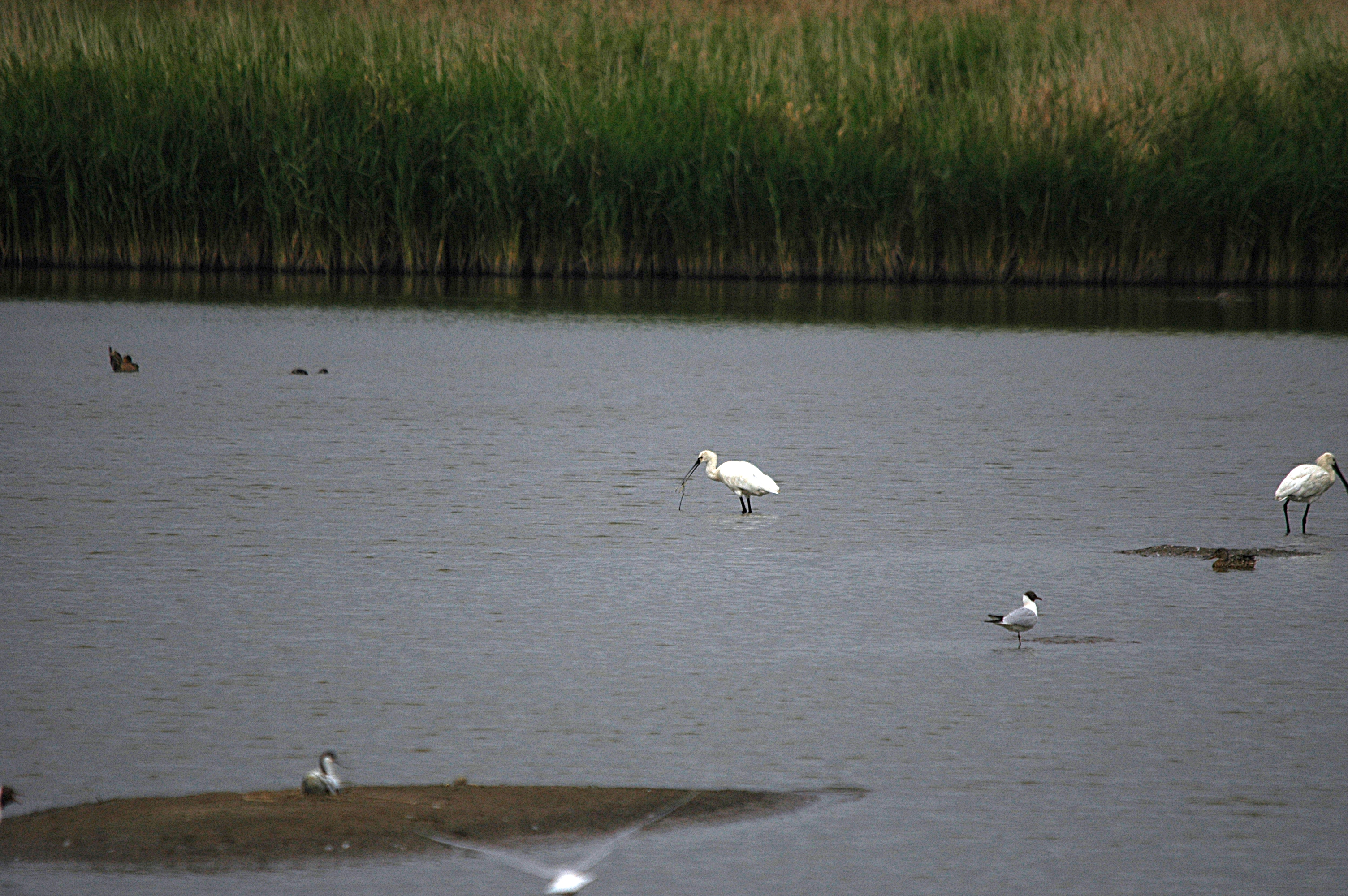photos/wildlife/Bird_Species/025-Ibises-Spoonbills/0415-Eurasian_Spoonbill/DSC_6490.JPG