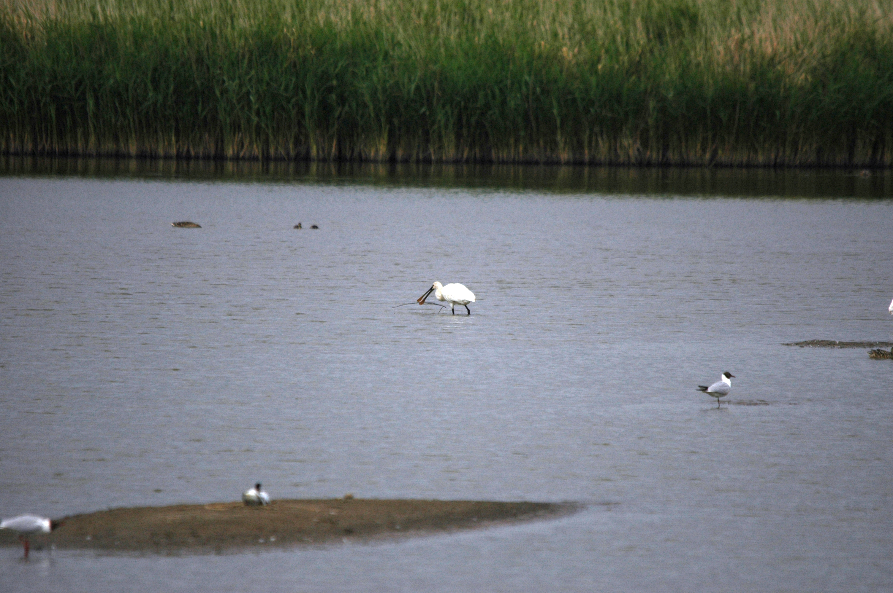 photos/wildlife/Bird_Species/025-Ibises-Spoonbills/0415-Eurasian_Spoonbill/DSC_6492.JPG