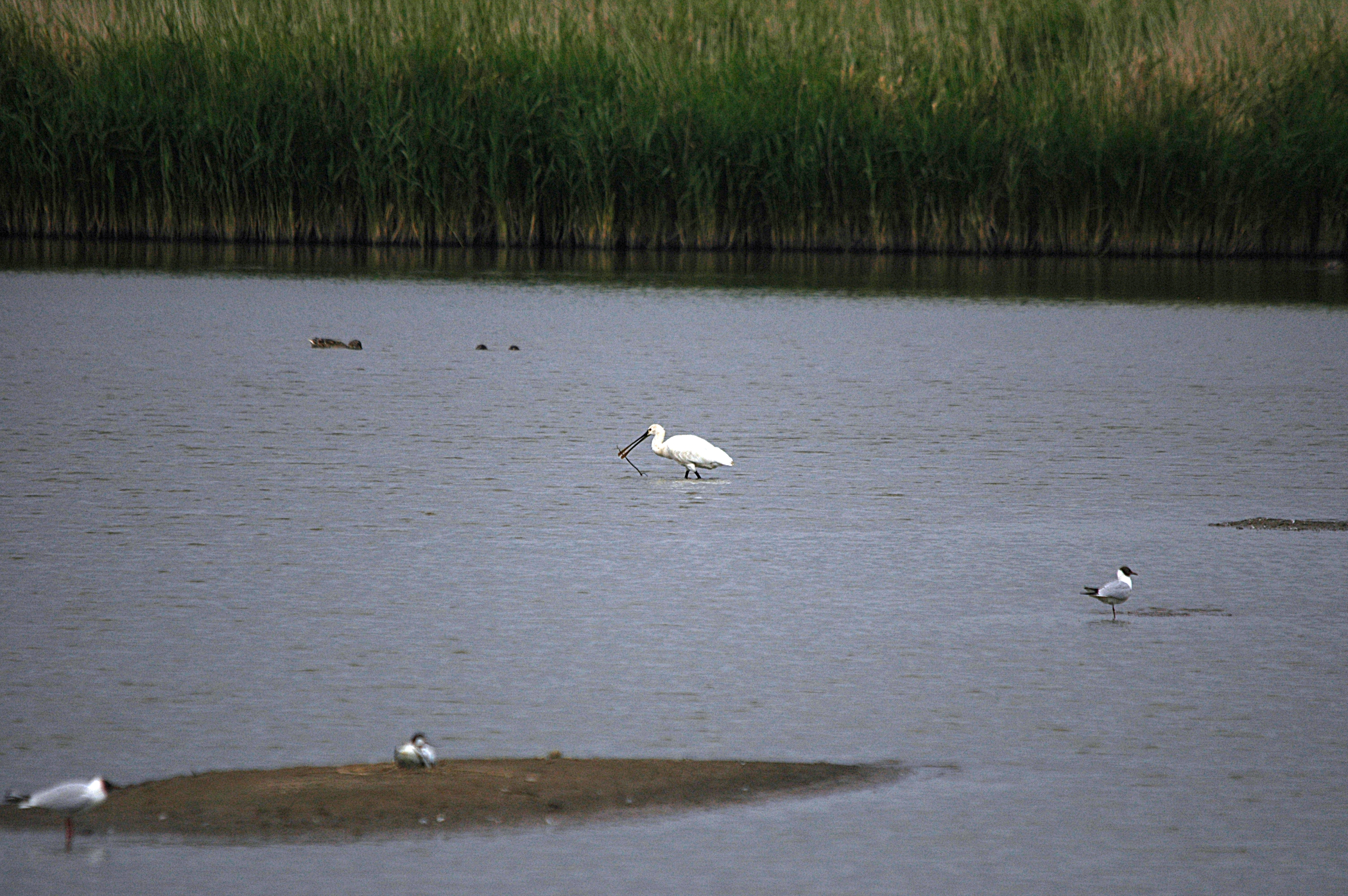 photos/wildlife/Bird_Species/025-Ibises-Spoonbills/0415-Eurasian_Spoonbill/DSC_6493.JPG