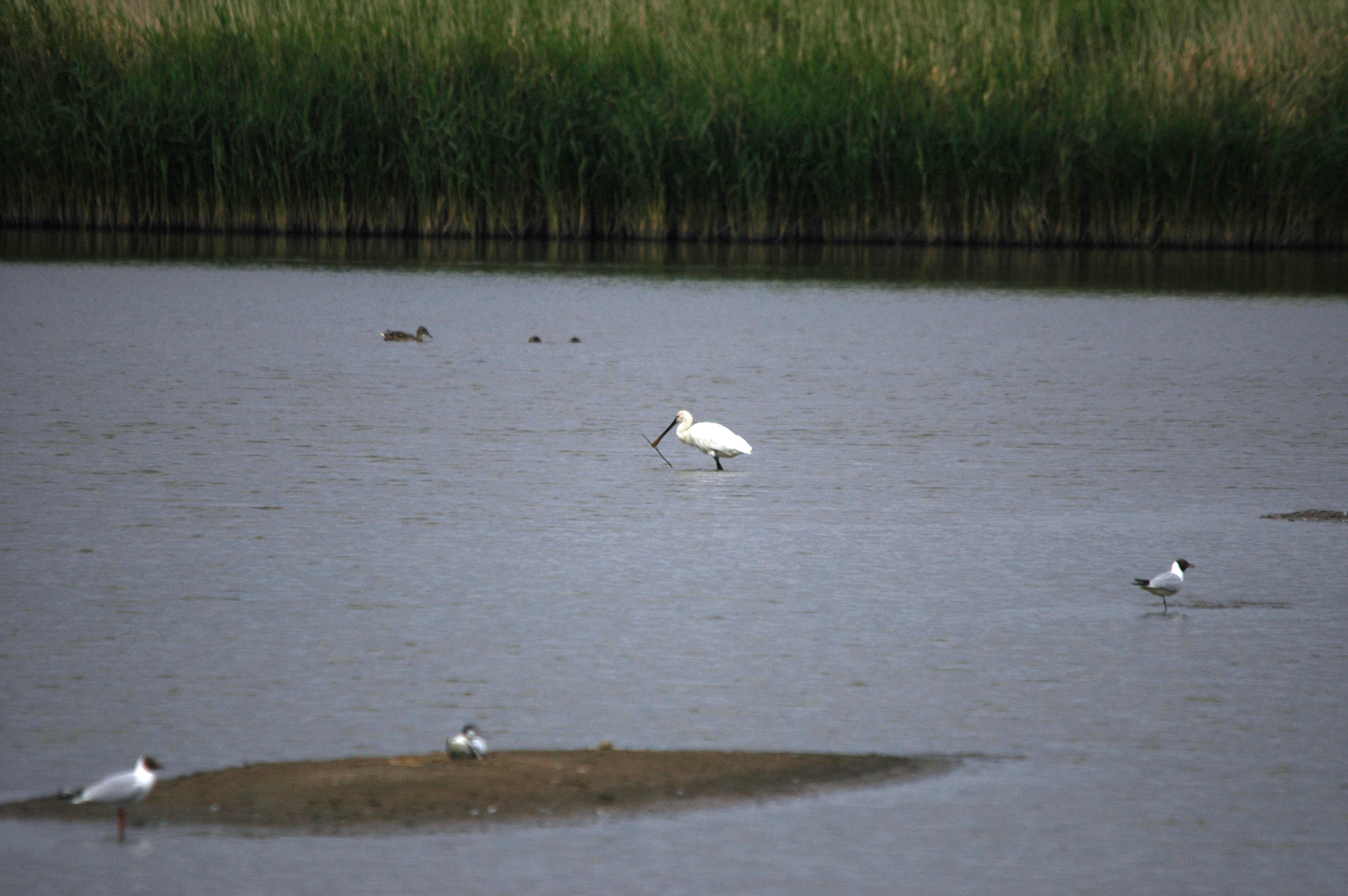 photos/wildlife/Bird_Species/025-Ibises-Spoonbills/0415-Eurasian_Spoonbill/DSC_6494.JPG