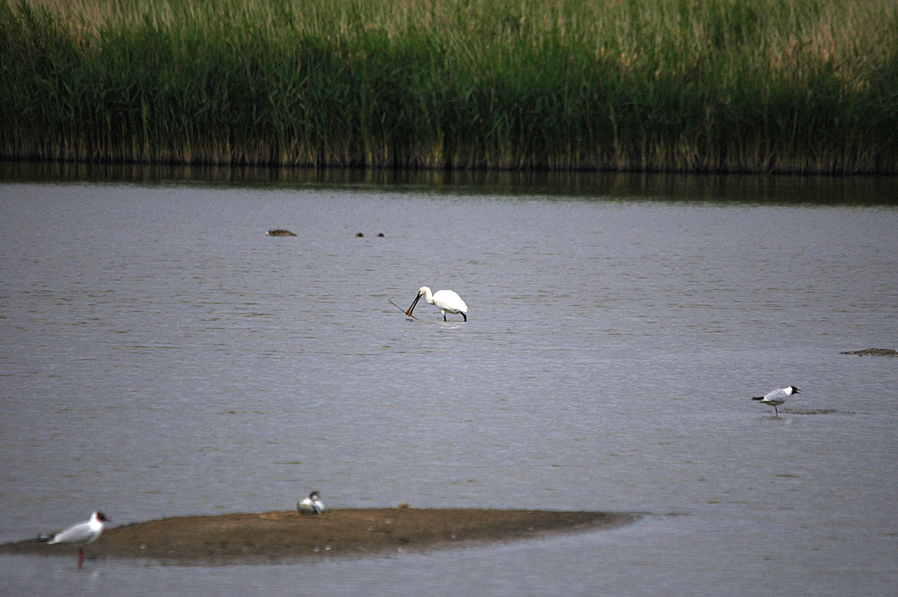 photos/wildlife/Bird_Species/025-Ibises-Spoonbills/0415-Eurasian_Spoonbill/DSC_6495.JPG