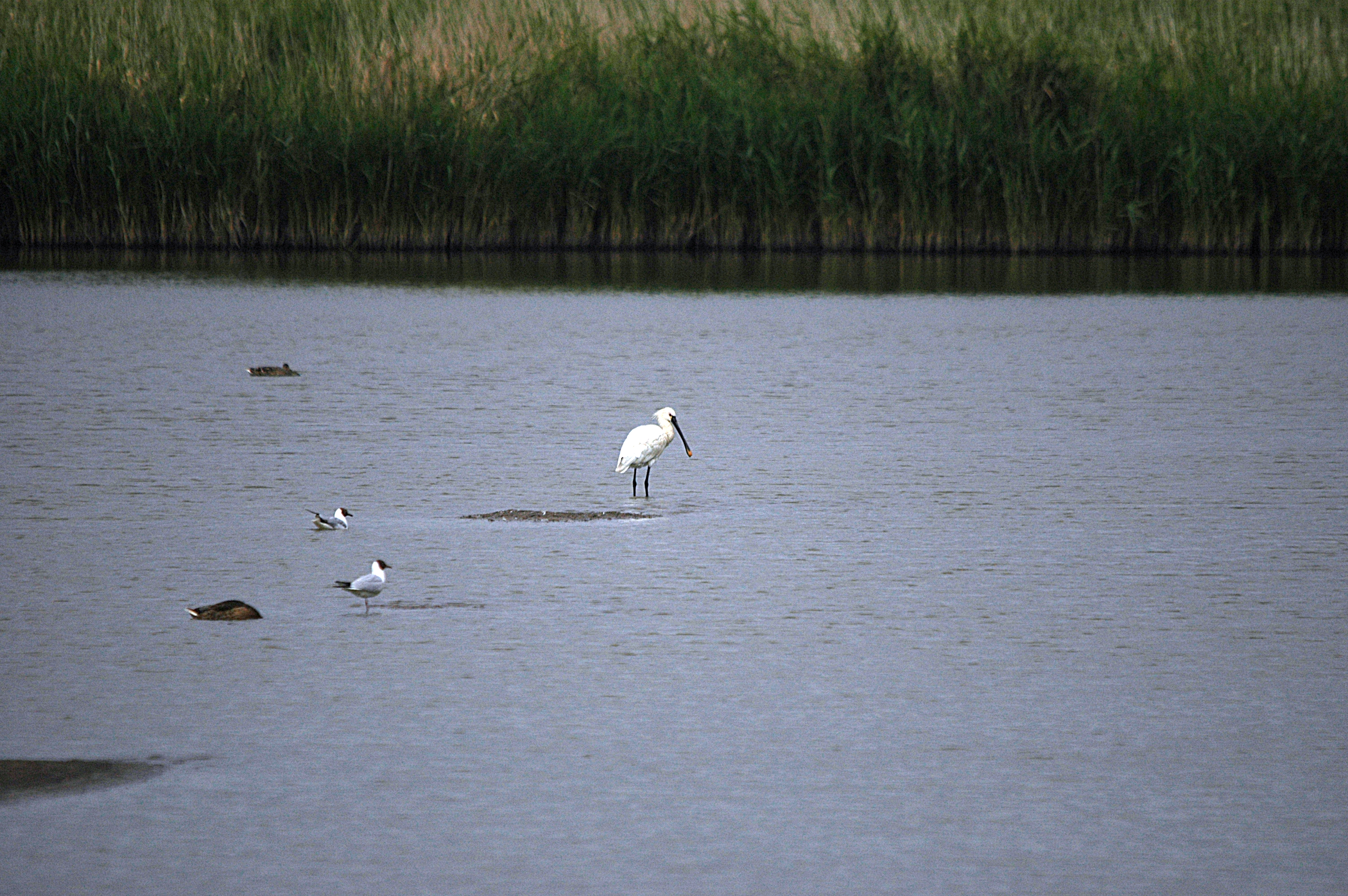 photos/wildlife/Bird_Species/025-Ibises-Spoonbills/0415-Eurasian_Spoonbill/DSC_6498.JPG
