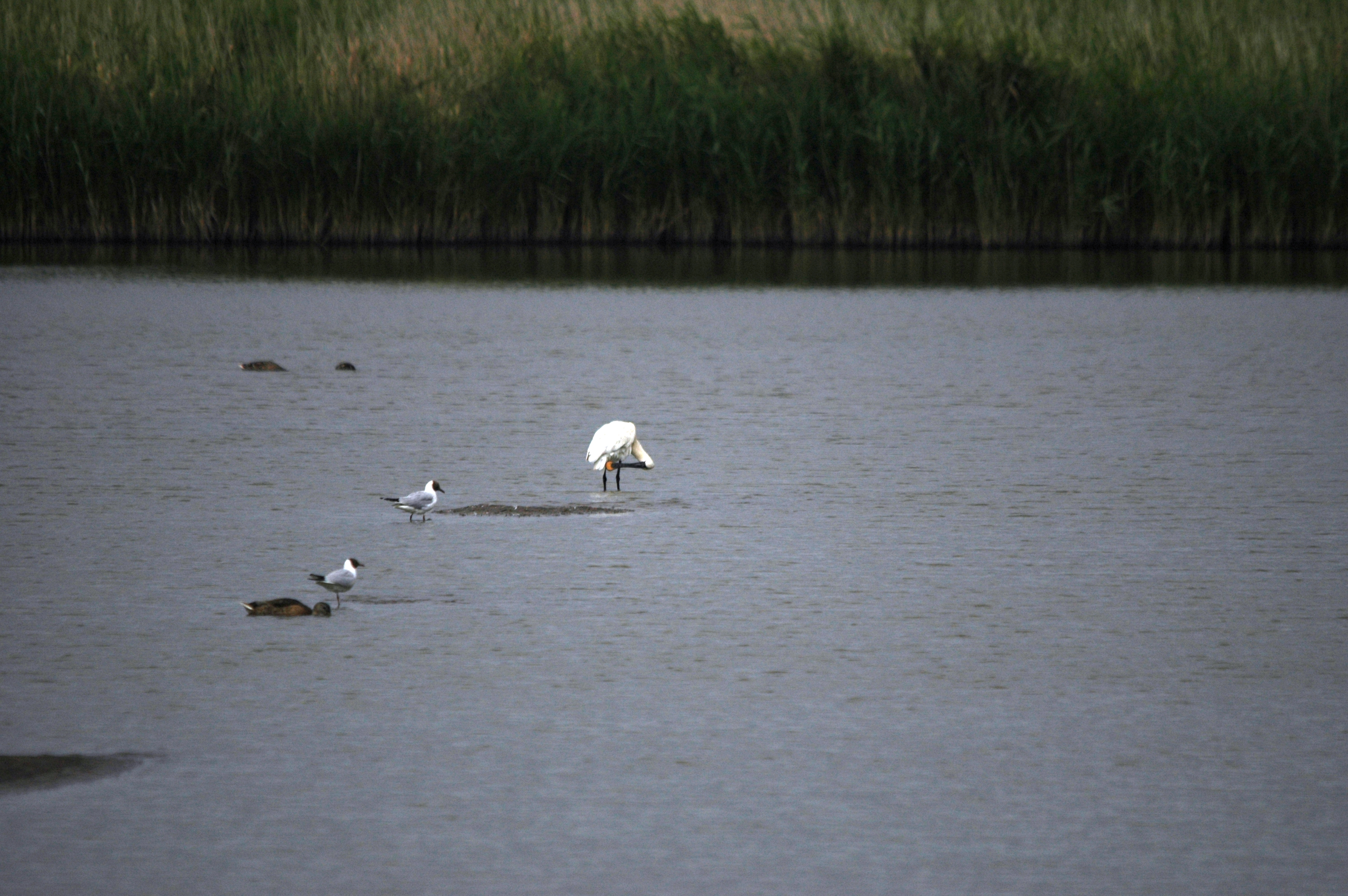 photos/wildlife/Bird_Species/025-Ibises-Spoonbills/0415-Eurasian_Spoonbill/DSC_6500.JPG