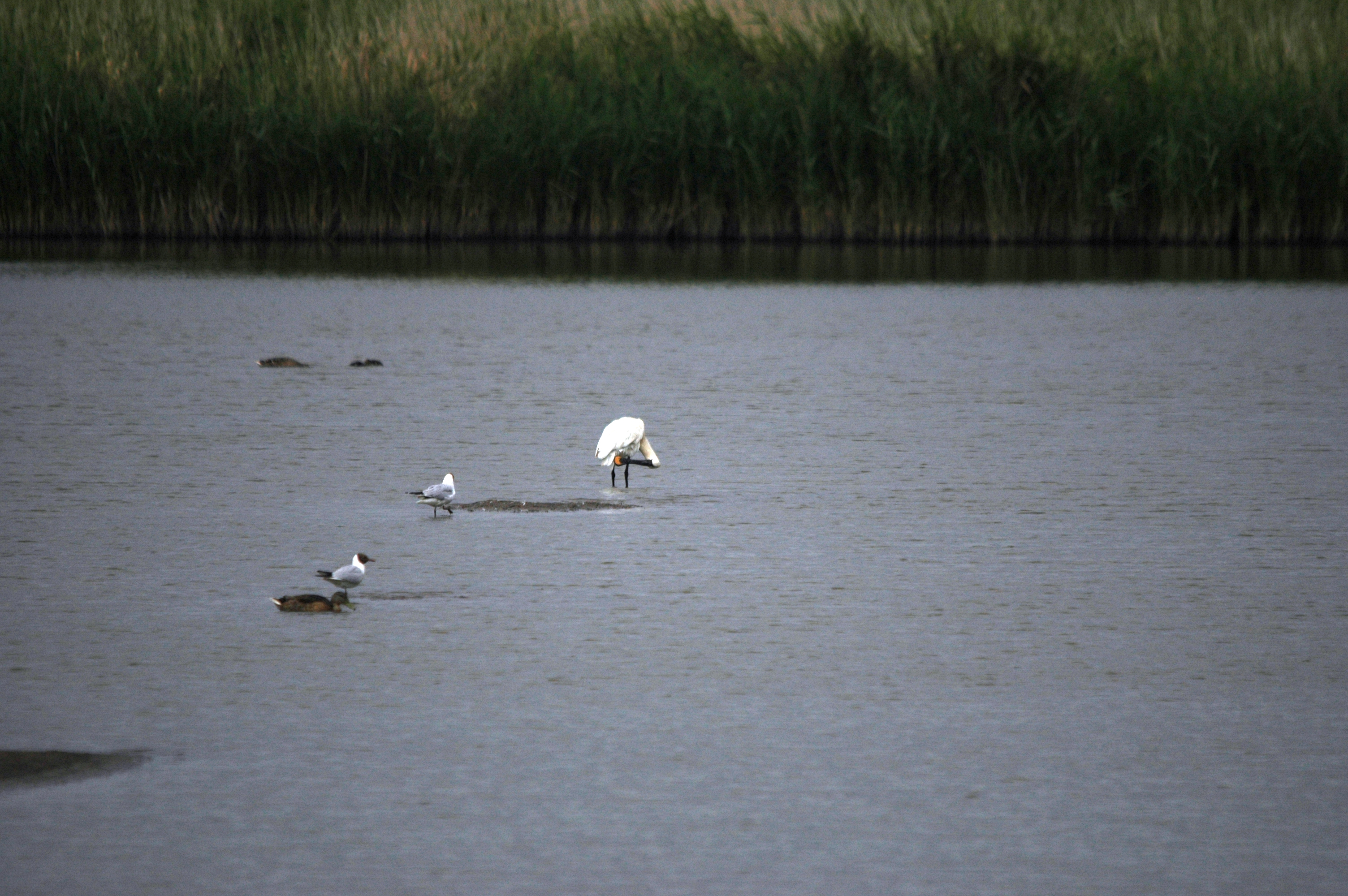 photos/wildlife/Bird_Species/025-Ibises-Spoonbills/0415-Eurasian_Spoonbill/DSC_6501.JPG