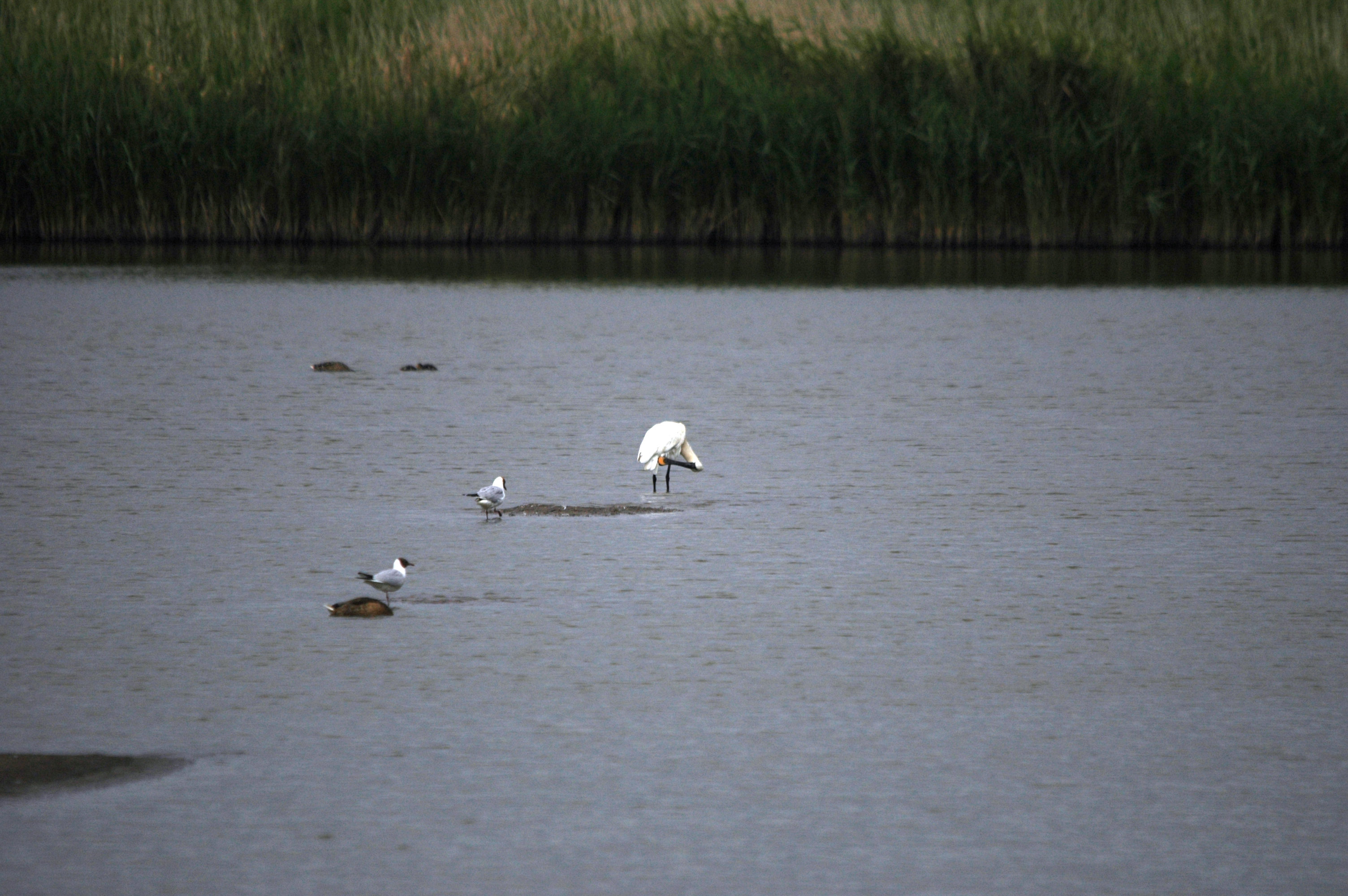 photos/wildlife/Bird_Species/025-Ibises-Spoonbills/0415-Eurasian_Spoonbill/DSC_6502.JPG