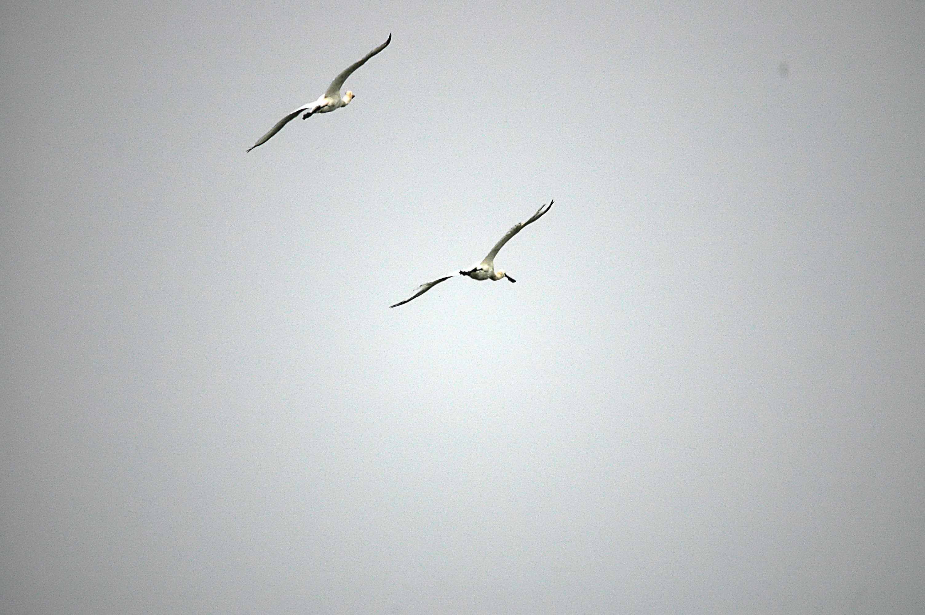 photos/wildlife/Bird_Species/025-Ibises-Spoonbills/0415-Eurasian_Spoonbill/DSC_6520.JPG