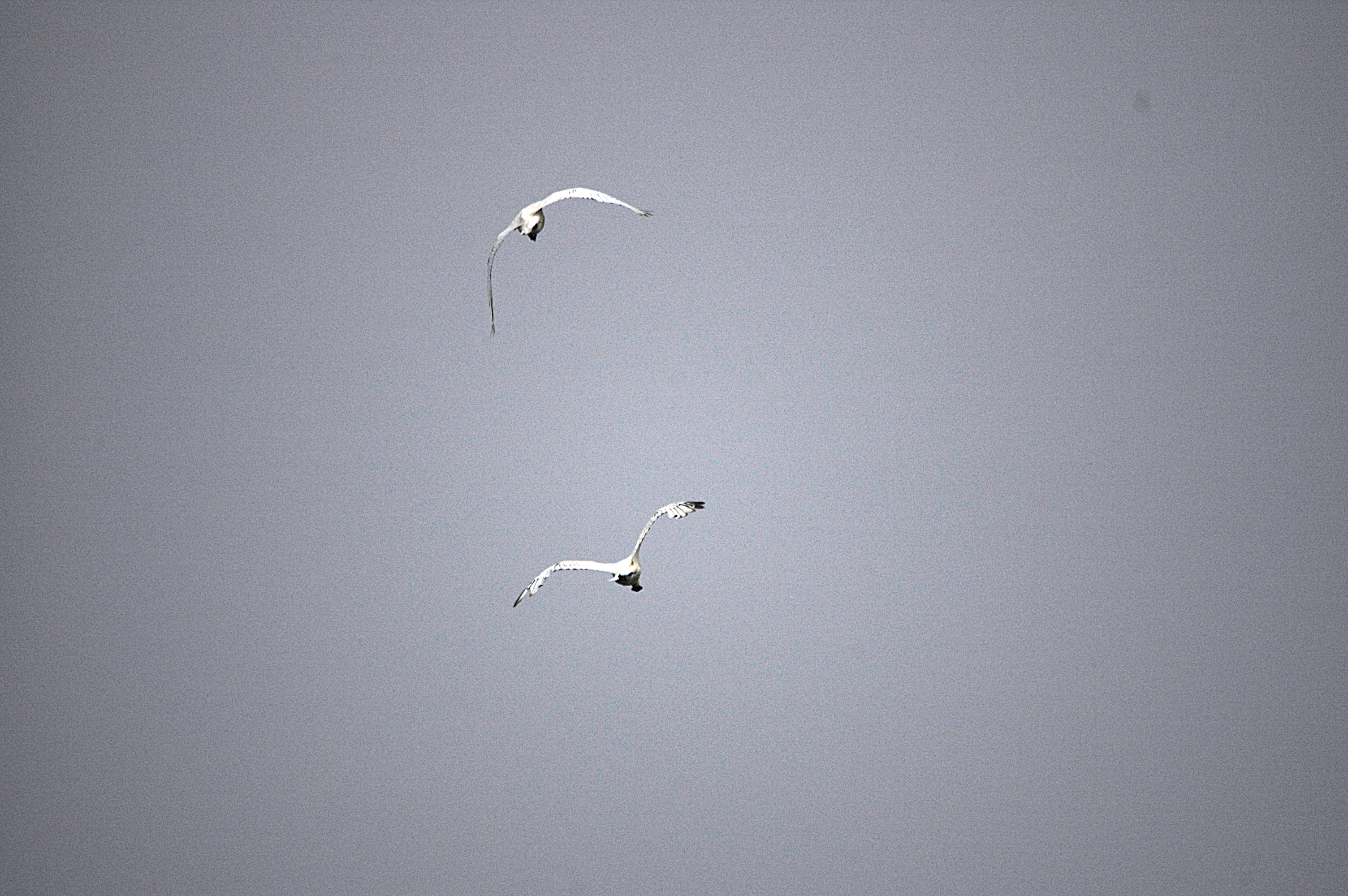 photos/wildlife/Bird_Species/025-Ibises-Spoonbills/0415-Eurasian_Spoonbill/DSC_6521.JPG