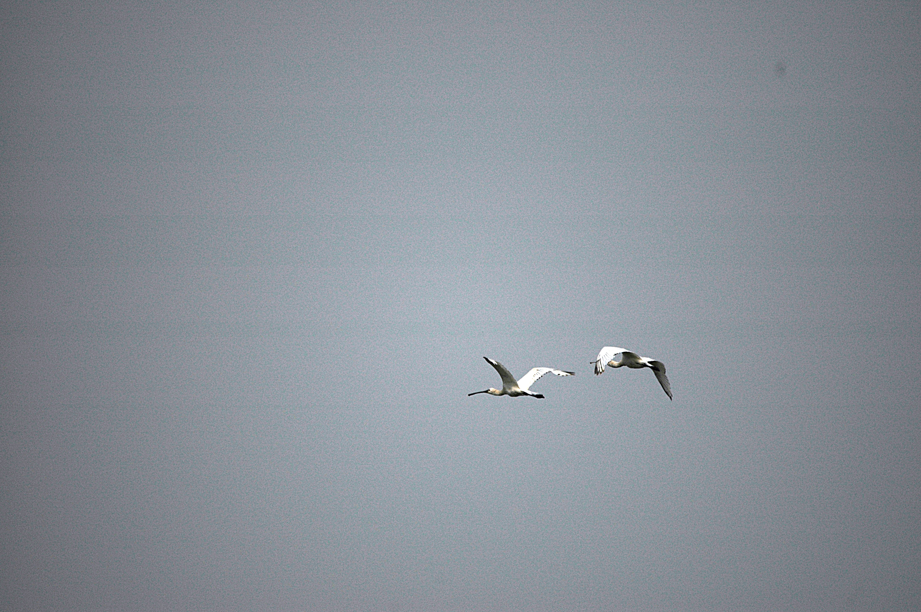 photos/wildlife/Bird_Species/025-Ibises-Spoonbills/0415-Eurasian_Spoonbill/DSC_6522.JPG