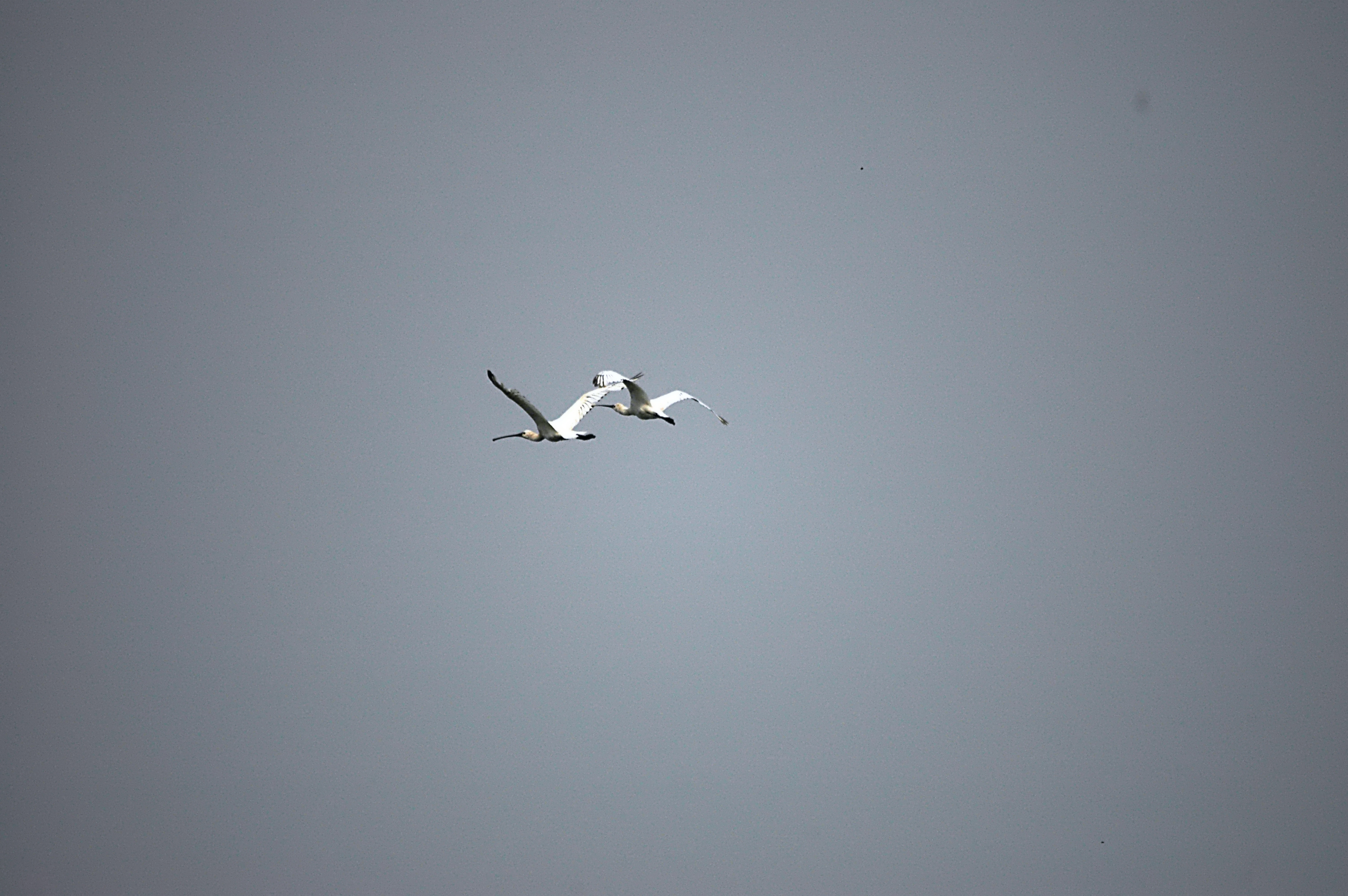 photos/wildlife/Bird_Species/025-Ibises-Spoonbills/0415-Eurasian_Spoonbill/DSC_6523.JPG