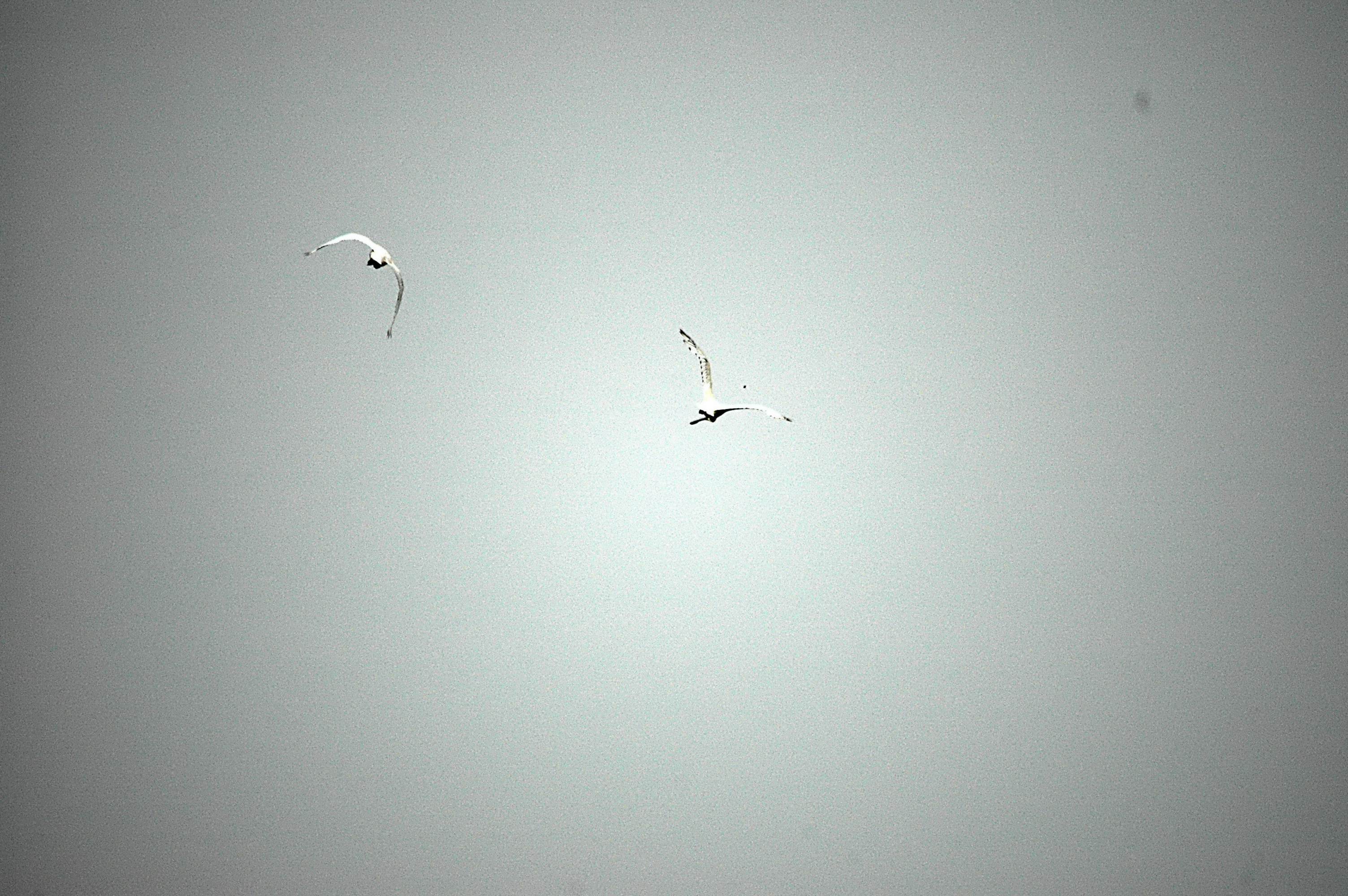 photos/wildlife/Bird_Species/025-Ibises-Spoonbills/0415-Eurasian_Spoonbill/DSC_6526.JPG