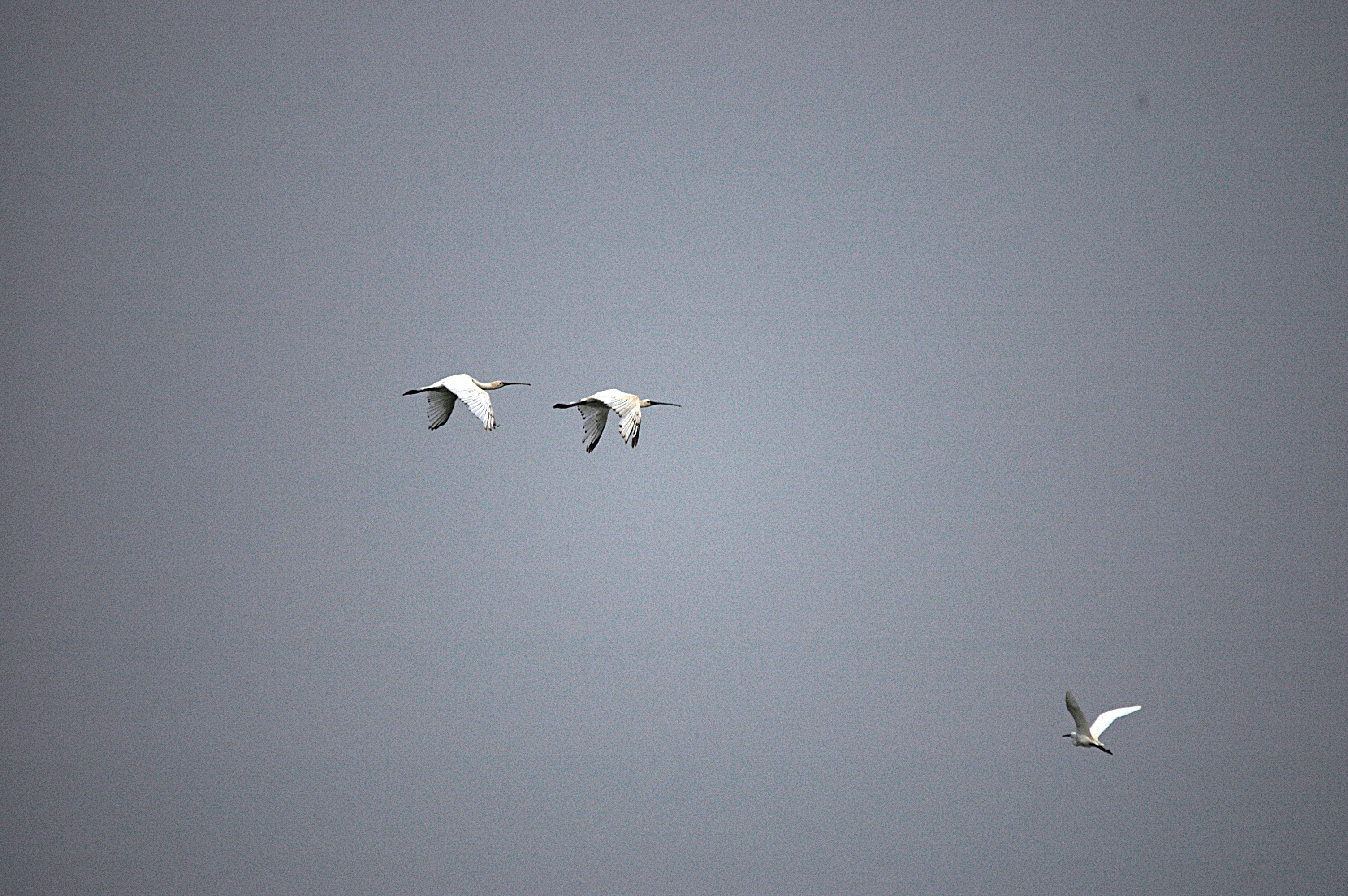 photos/wildlife/Bird_Species/025-Ibises-Spoonbills/0415-Eurasian_Spoonbill/DSC_6527.JPG