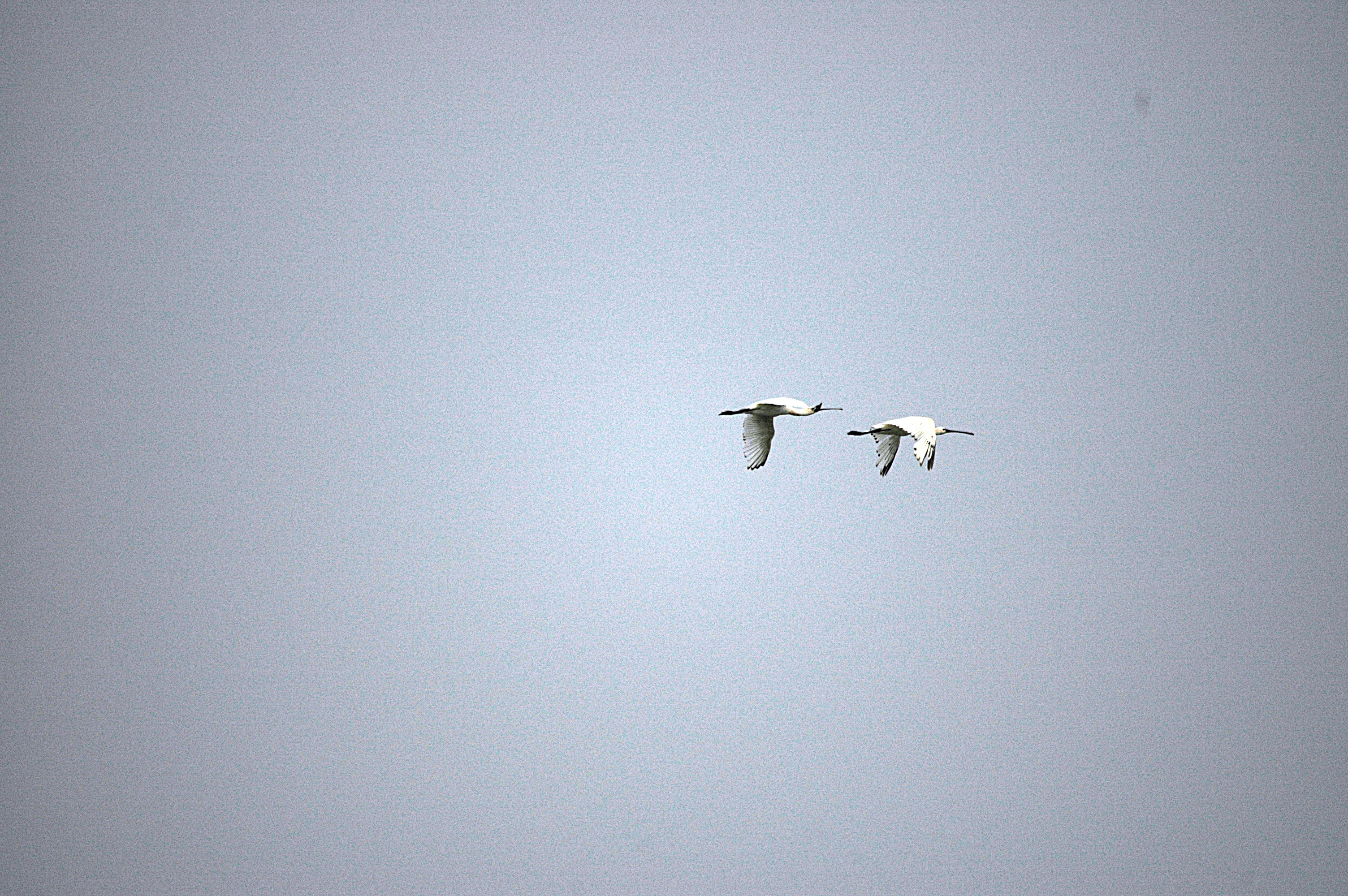 photos/wildlife/Bird_Species/025-Ibises-Spoonbills/0415-Eurasian_Spoonbill/DSC_6528.JPG