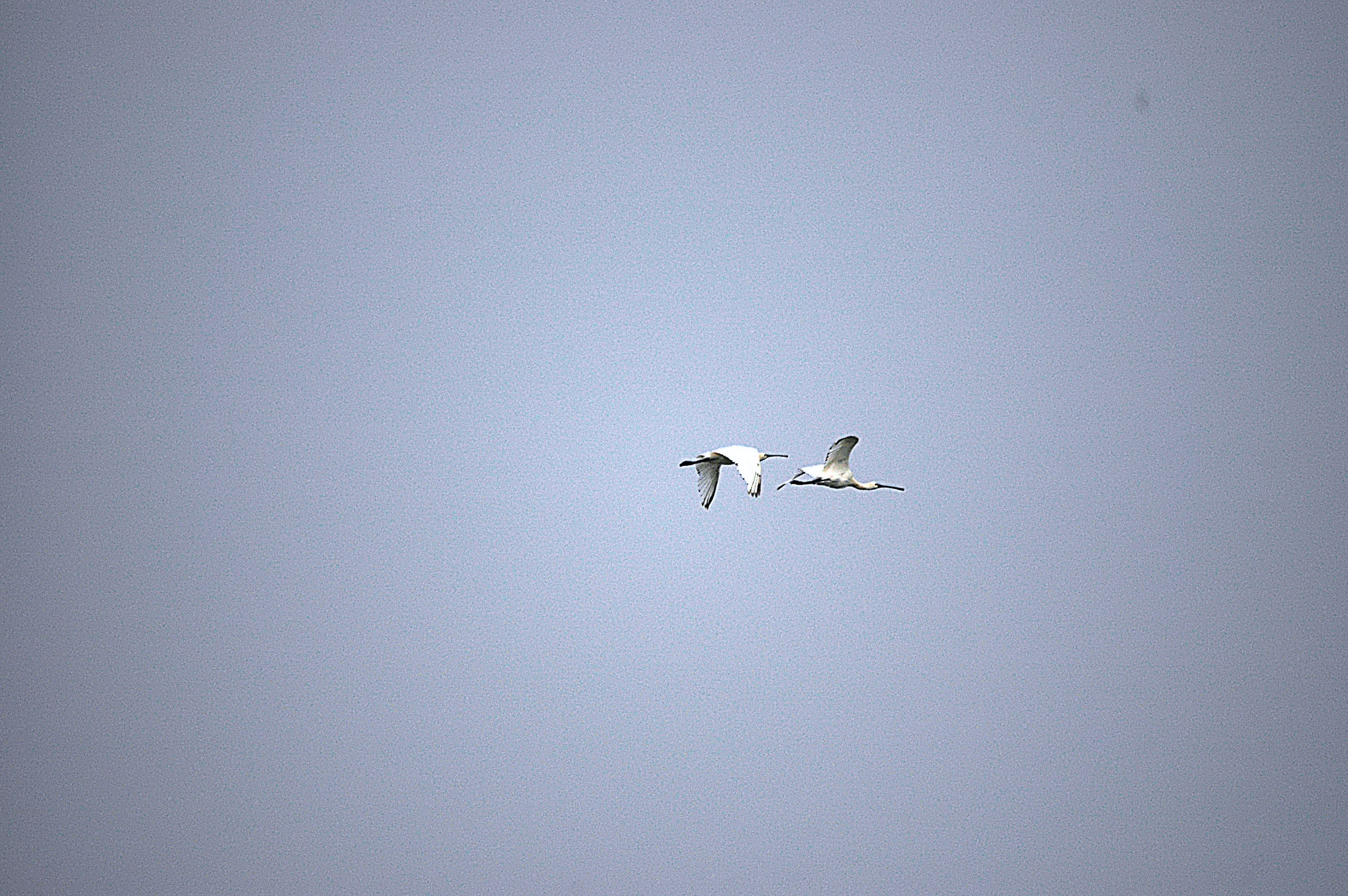 photos/wildlife/Bird_Species/025-Ibises-Spoonbills/0415-Eurasian_Spoonbill/DSC_6529.JPG
