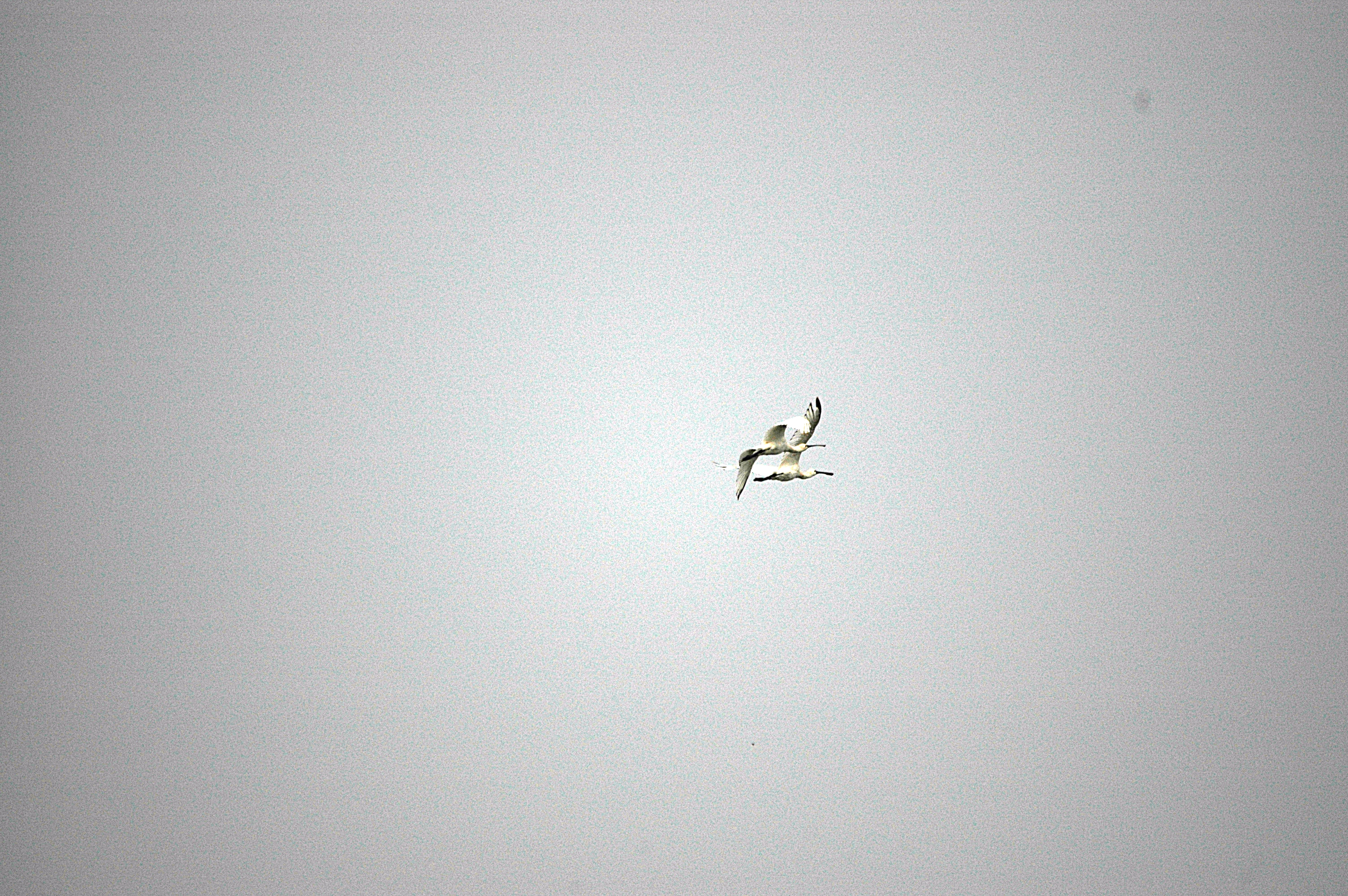 photos/wildlife/Bird_Species/025-Ibises-Spoonbills/0415-Eurasian_Spoonbill/DSC_6530.JPG