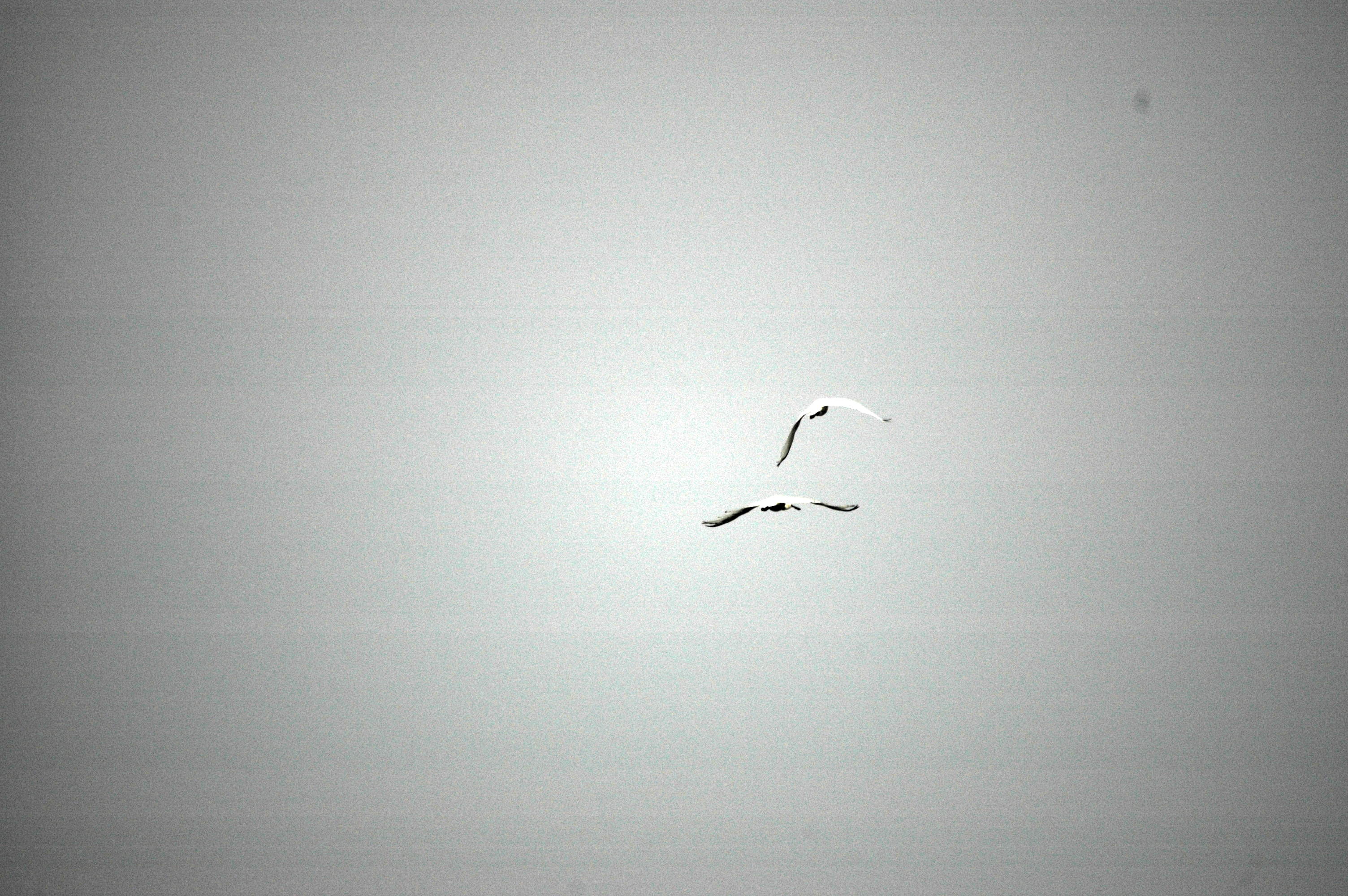 photos/wildlife/Bird_Species/025-Ibises-Spoonbills/0415-Eurasian_Spoonbill/DSC_6532.JPG