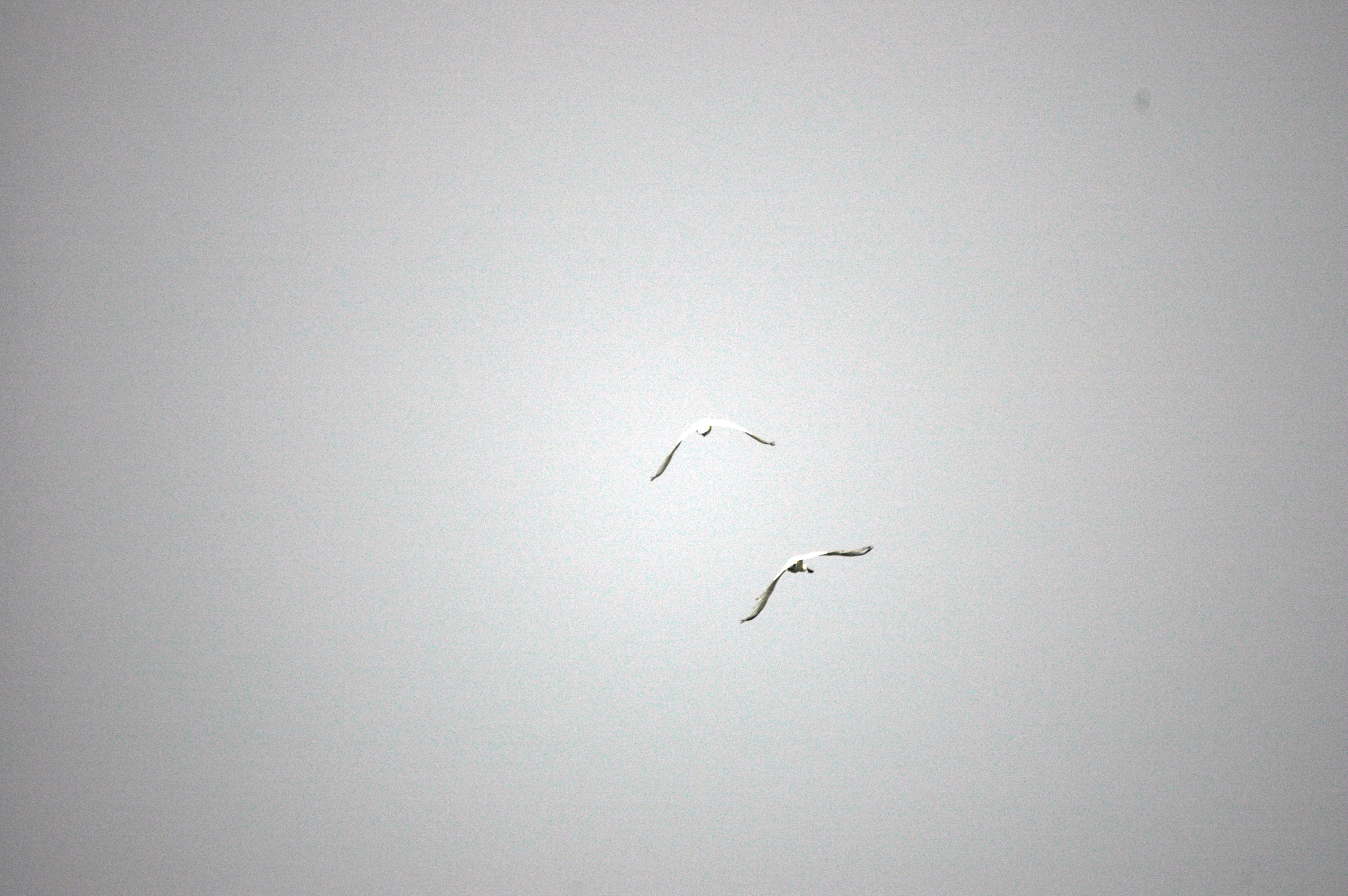 photos/wildlife/Bird_Species/025-Ibises-Spoonbills/0415-Eurasian_Spoonbill/DSC_6533.JPG