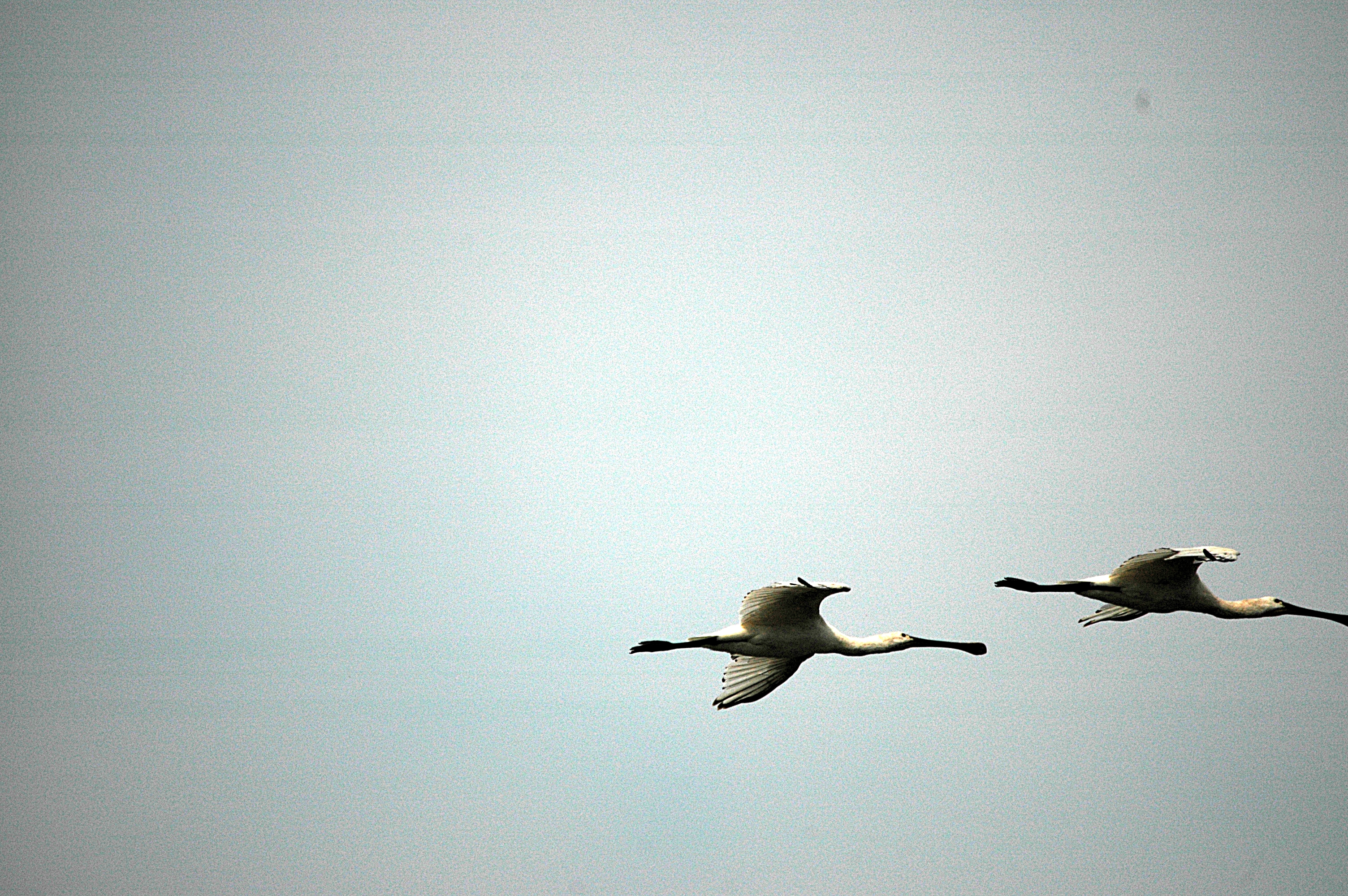 photos/wildlife/Bird_Species/025-Ibises-Spoonbills/0415-Eurasian_Spoonbill/DSC_6534.JPG