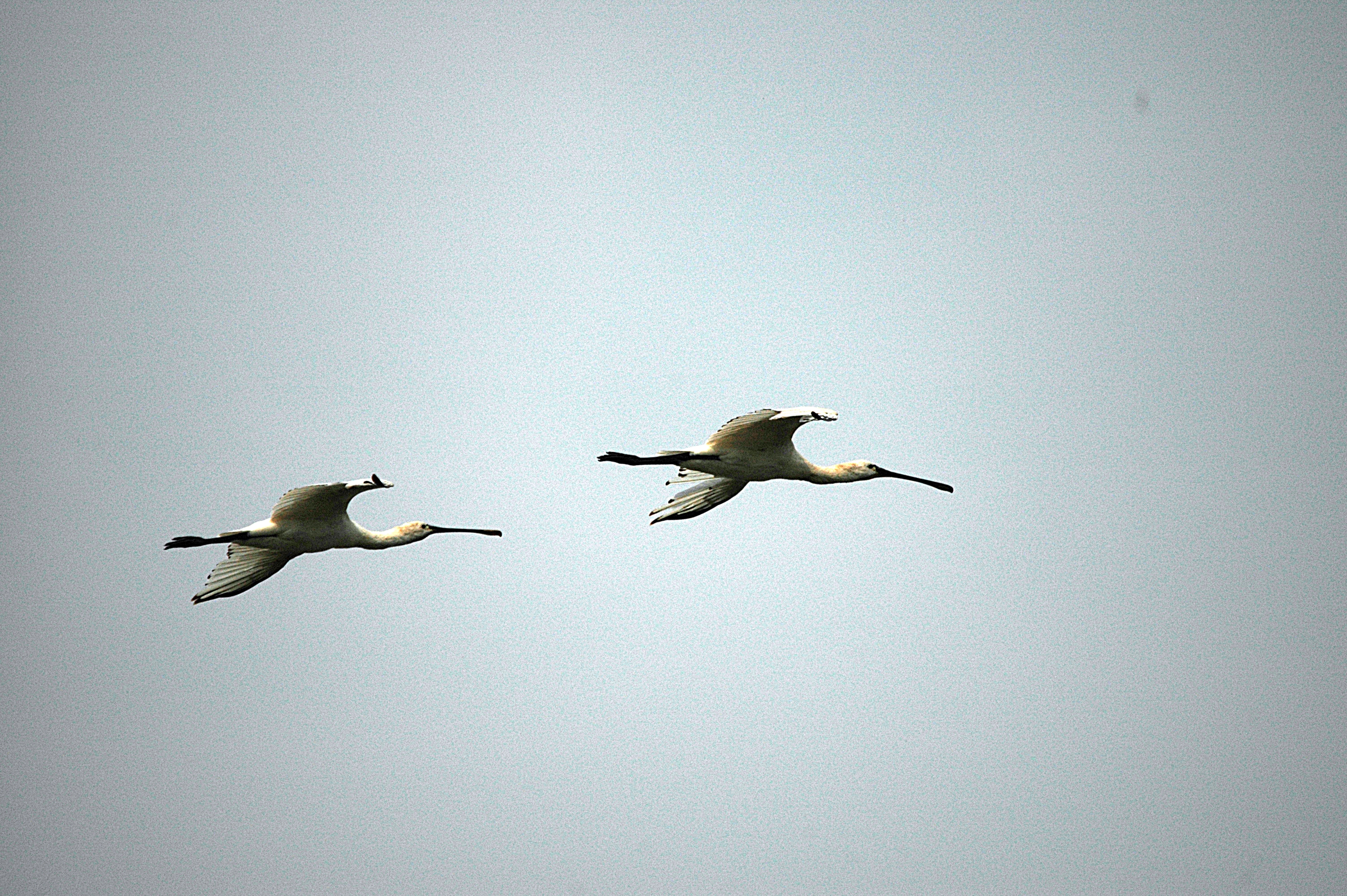 photos/wildlife/Bird_Species/025-Ibises-Spoonbills/0415-Eurasian_Spoonbill/DSC_6535.JPG