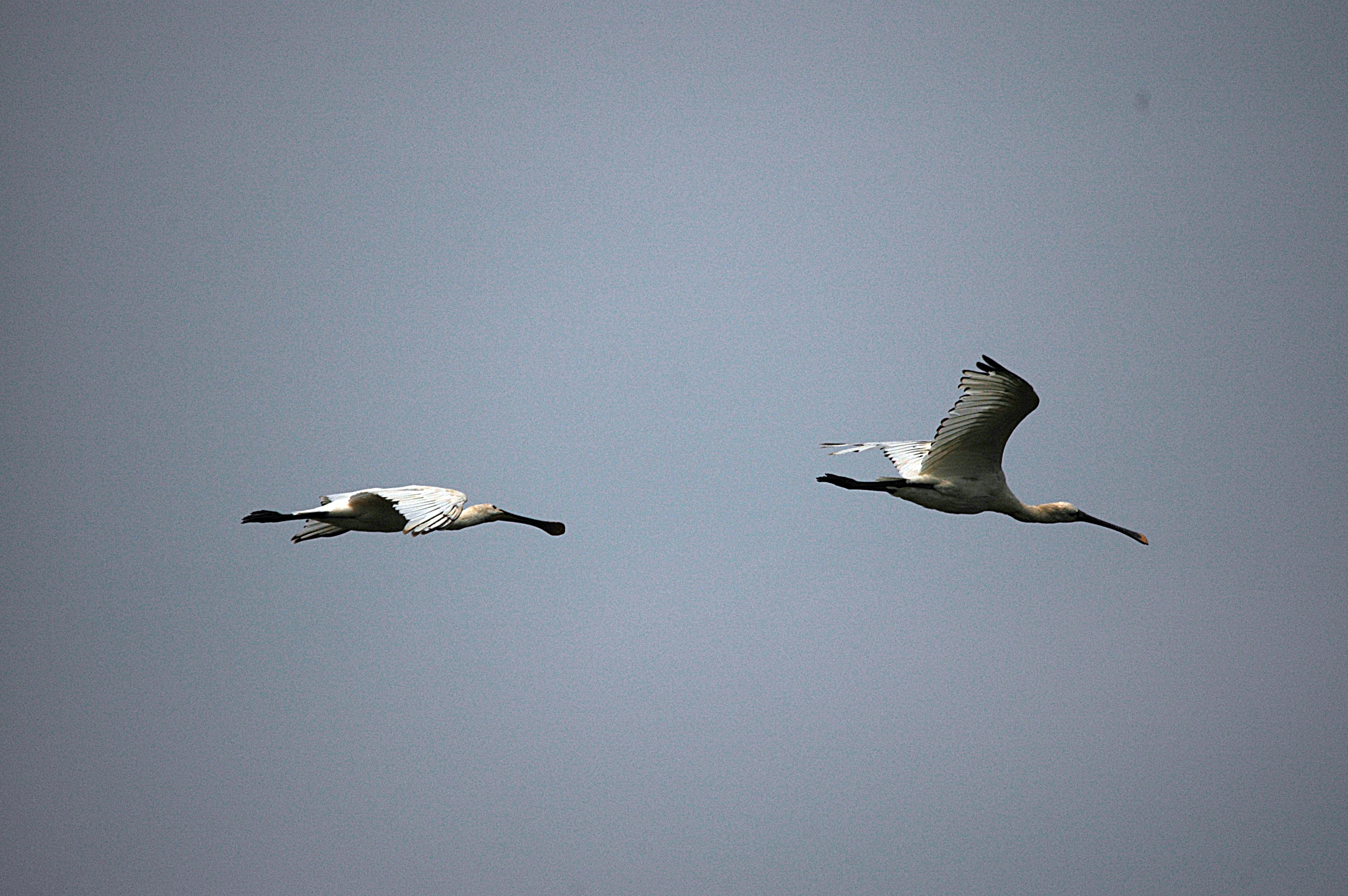 photos/wildlife/Bird_Species/025-Ibises-Spoonbills/0415-Eurasian_Spoonbill/DSC_6536.JPG