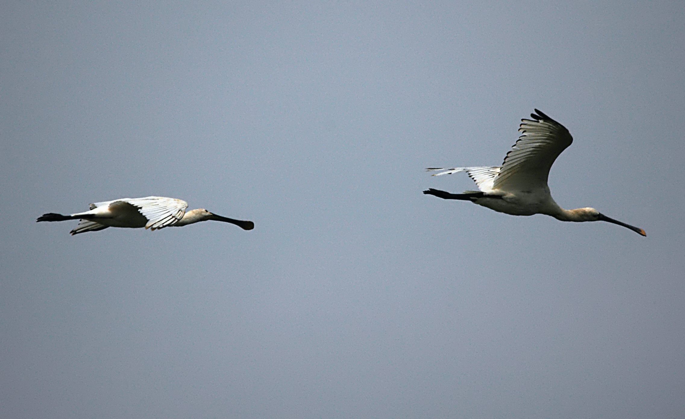 photos/wildlife/Bird_Species/025-Ibises-Spoonbills/0415-Eurasian_Spoonbill/DSC_6536_sm.jpg