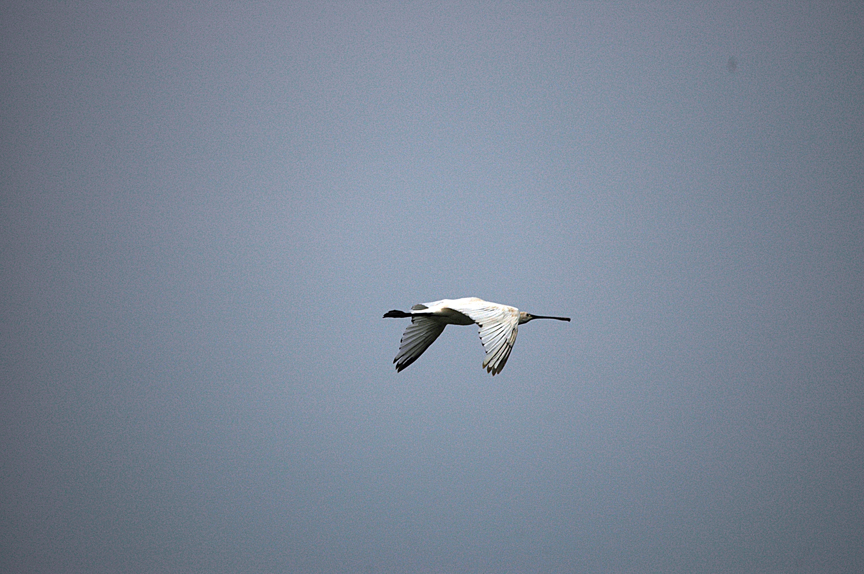 photos/wildlife/Bird_Species/025-Ibises-Spoonbills/0415-Eurasian_Spoonbill/DSC_6538.JPG
