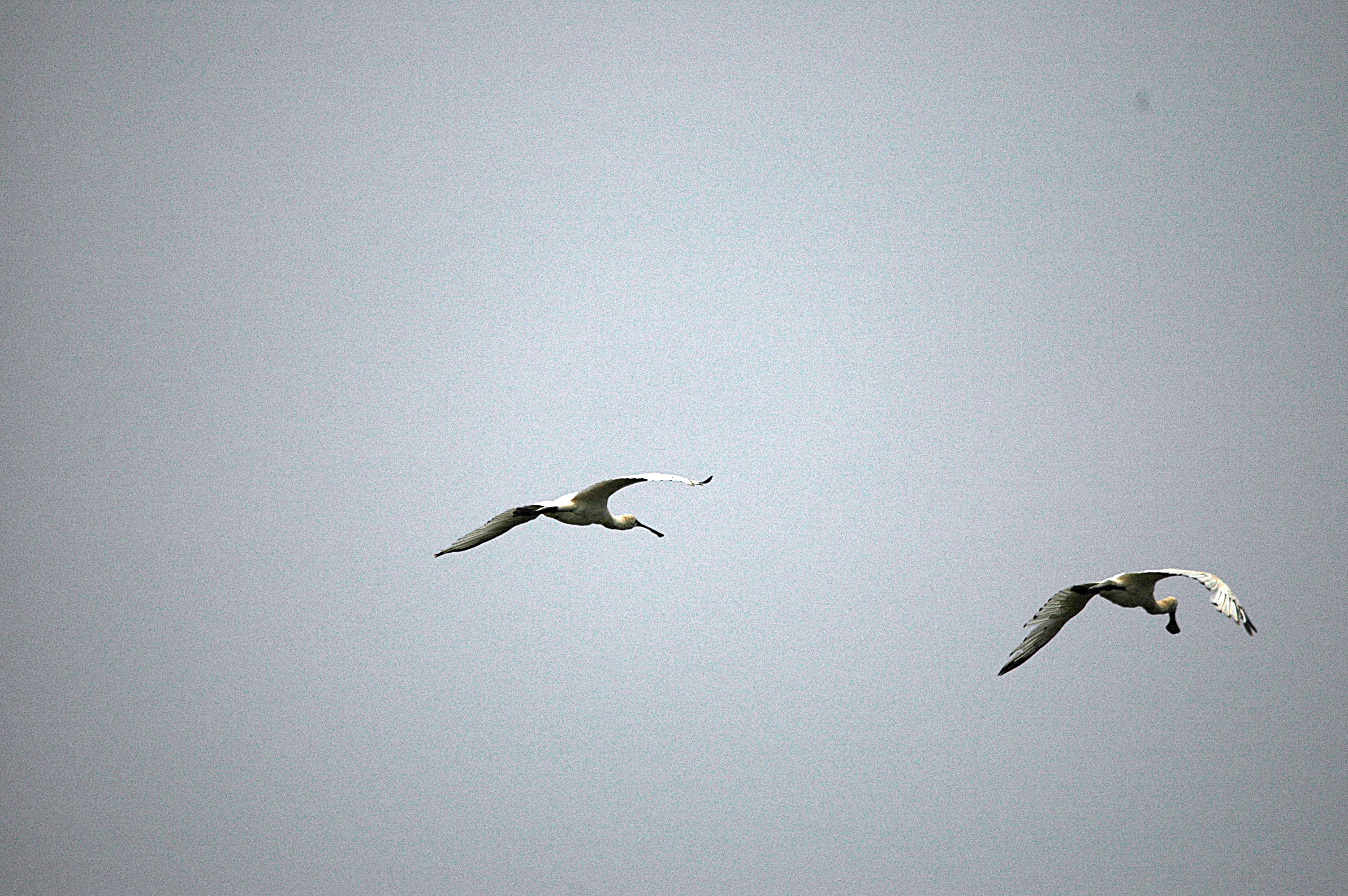 photos/wildlife/Bird_Species/025-Ibises-Spoonbills/0415-Eurasian_Spoonbill/DSC_6541.JPG