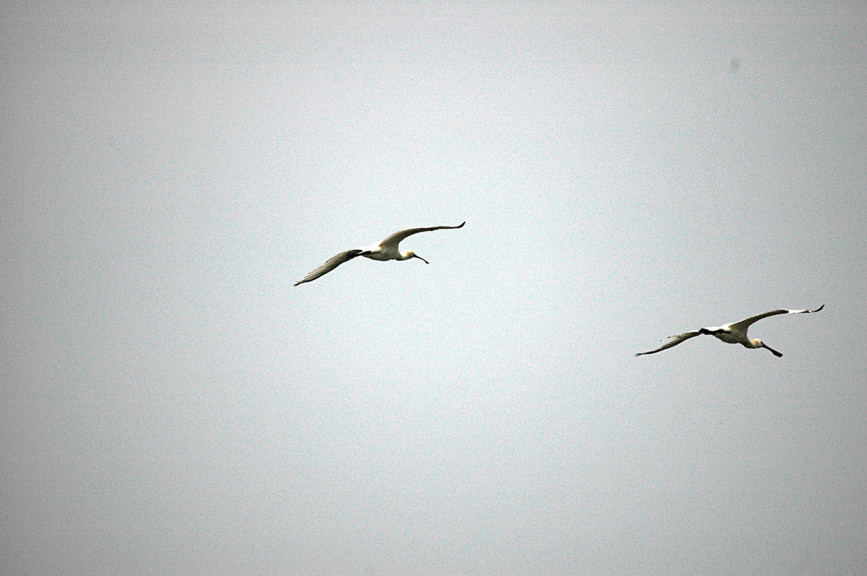 photos/wildlife/Bird_Species/025-Ibises-Spoonbills/0415-Eurasian_Spoonbill/DSC_6542.JPG