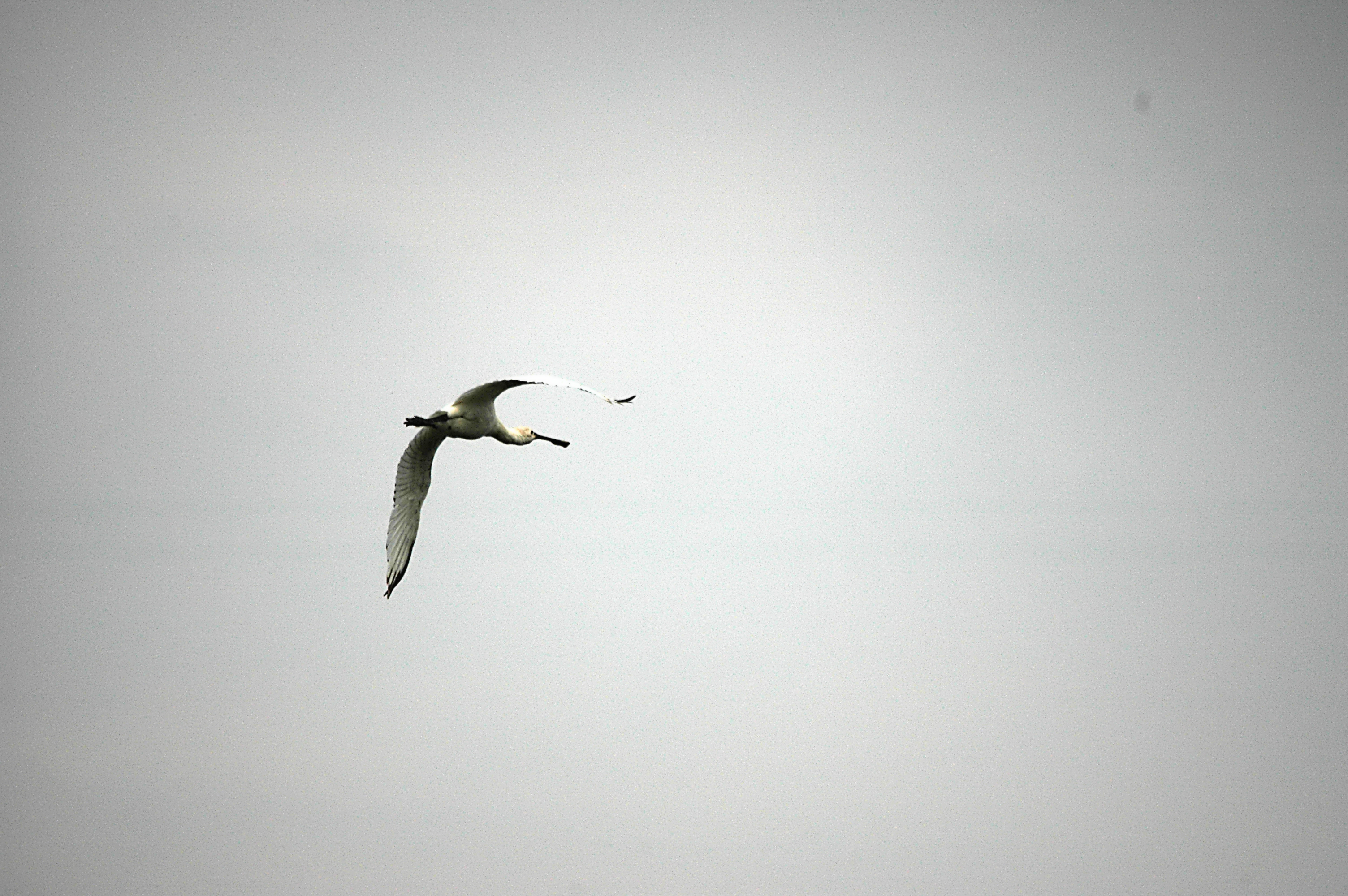 photos/wildlife/Bird_Species/025-Ibises-Spoonbills/0415-Eurasian_Spoonbill/DSC_6543.JPG