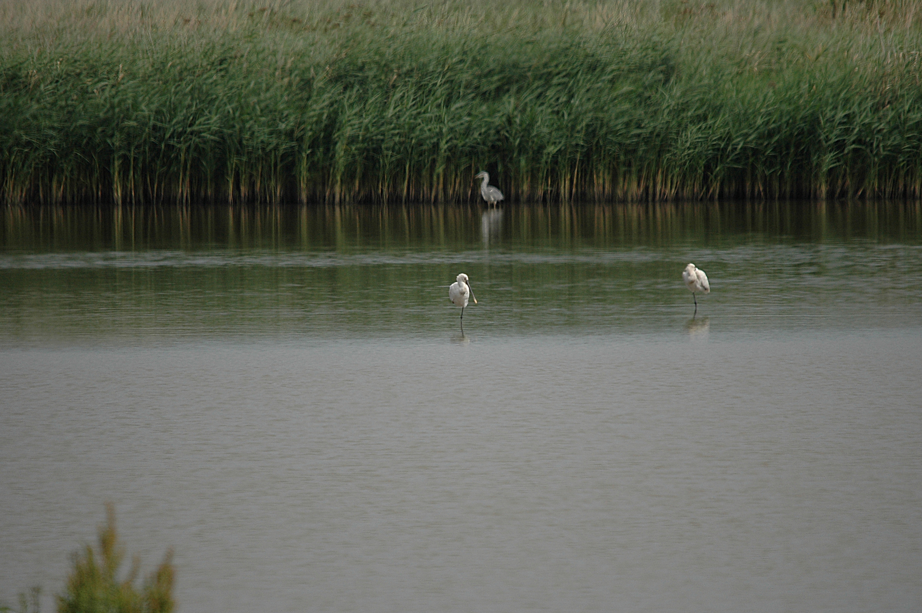 photos/wildlife/Bird_Species/025-Ibises-Spoonbills/0415-Eurasian_Spoonbill/DSC_6575.JPG