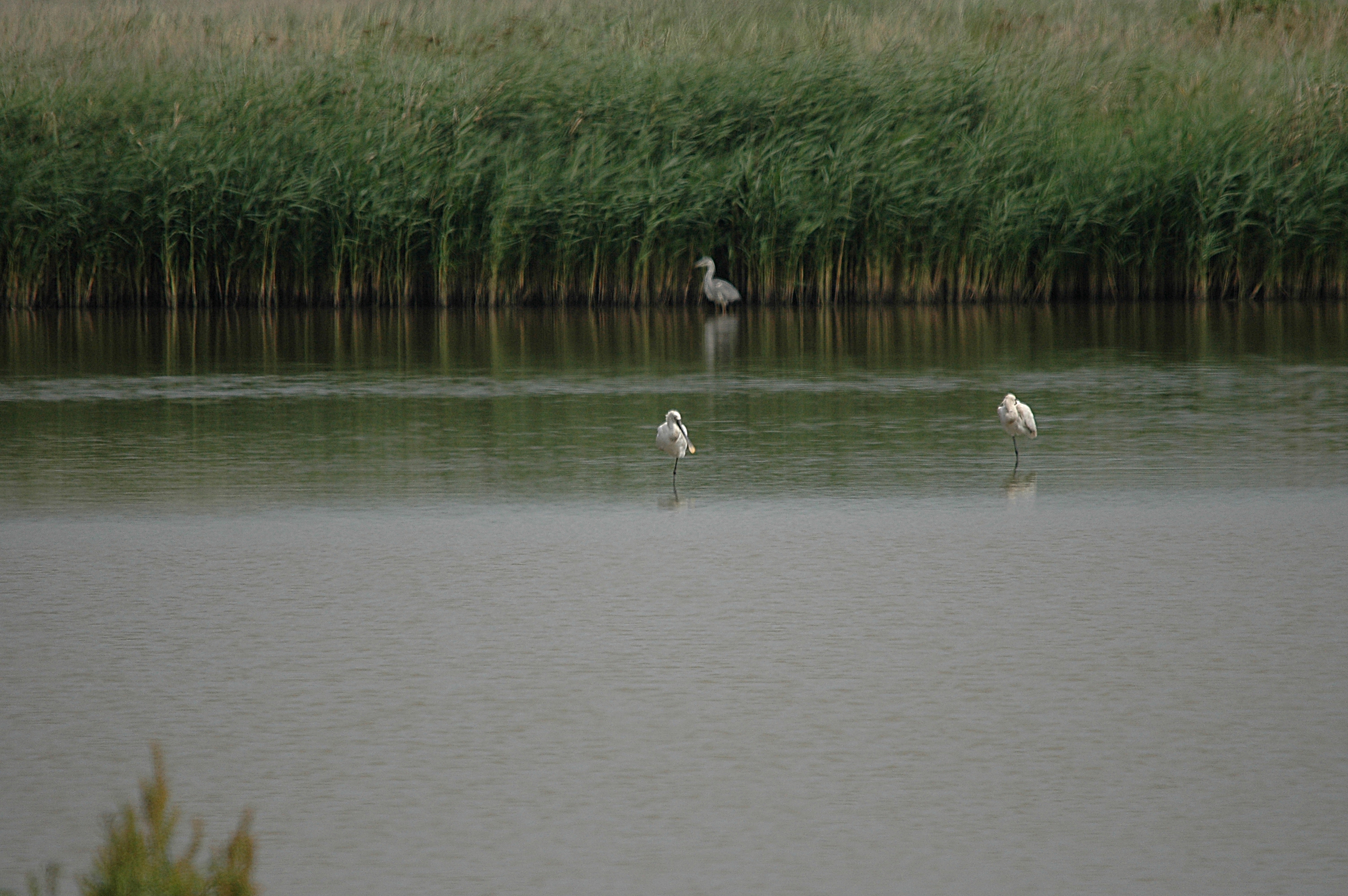 photos/wildlife/Bird_Species/025-Ibises-Spoonbills/0415-Eurasian_Spoonbill/DSC_6576.JPG