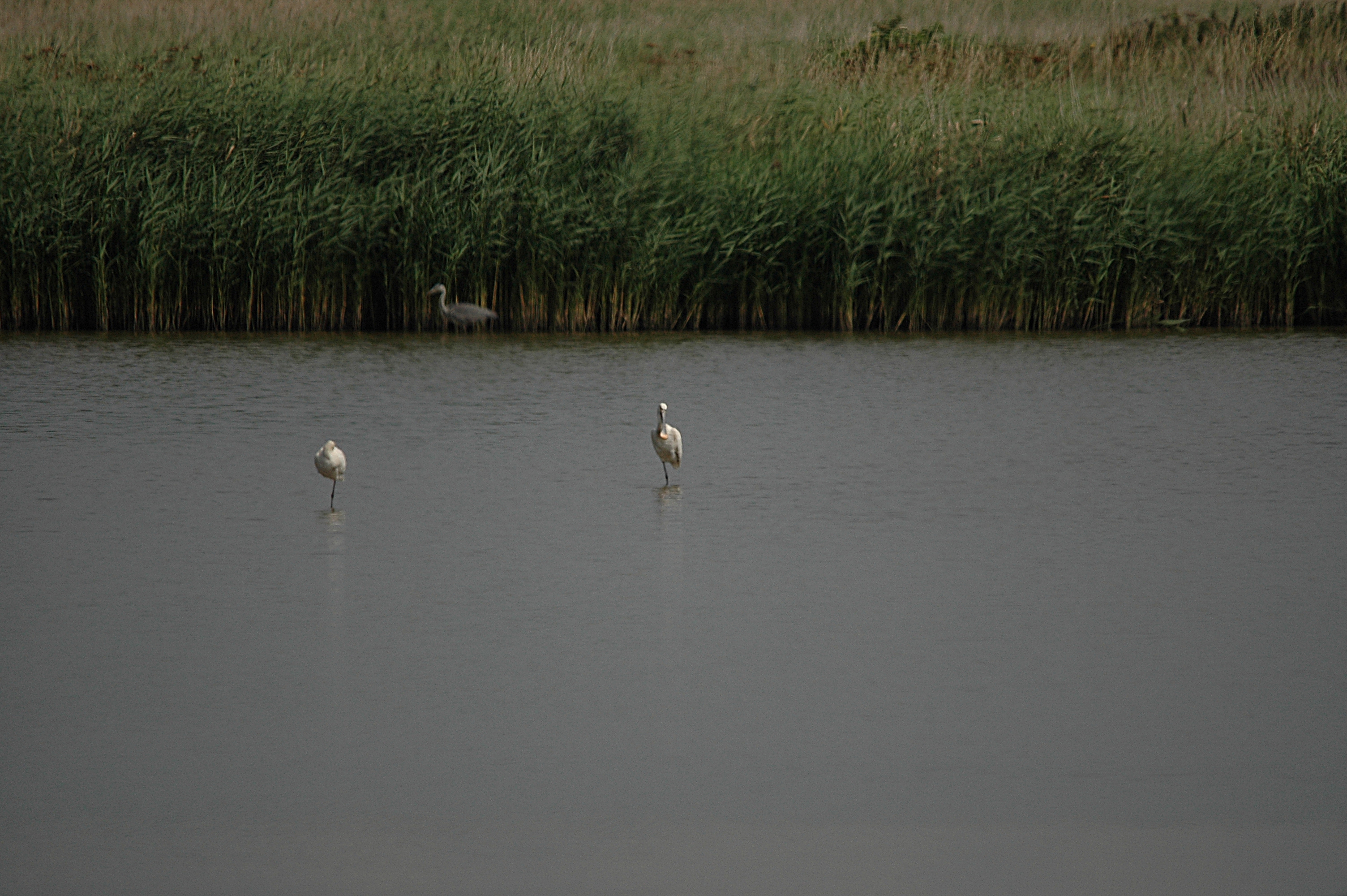 photos/wildlife/Bird_Species/025-Ibises-Spoonbills/0415-Eurasian_Spoonbill/DSC_6577.JPG