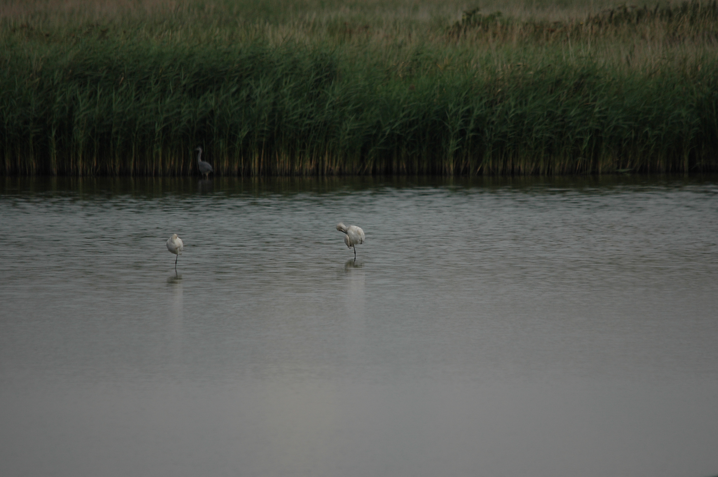 photos/wildlife/Bird_Species/025-Ibises-Spoonbills/0415-Eurasian_Spoonbill/DSC_6580.JPG