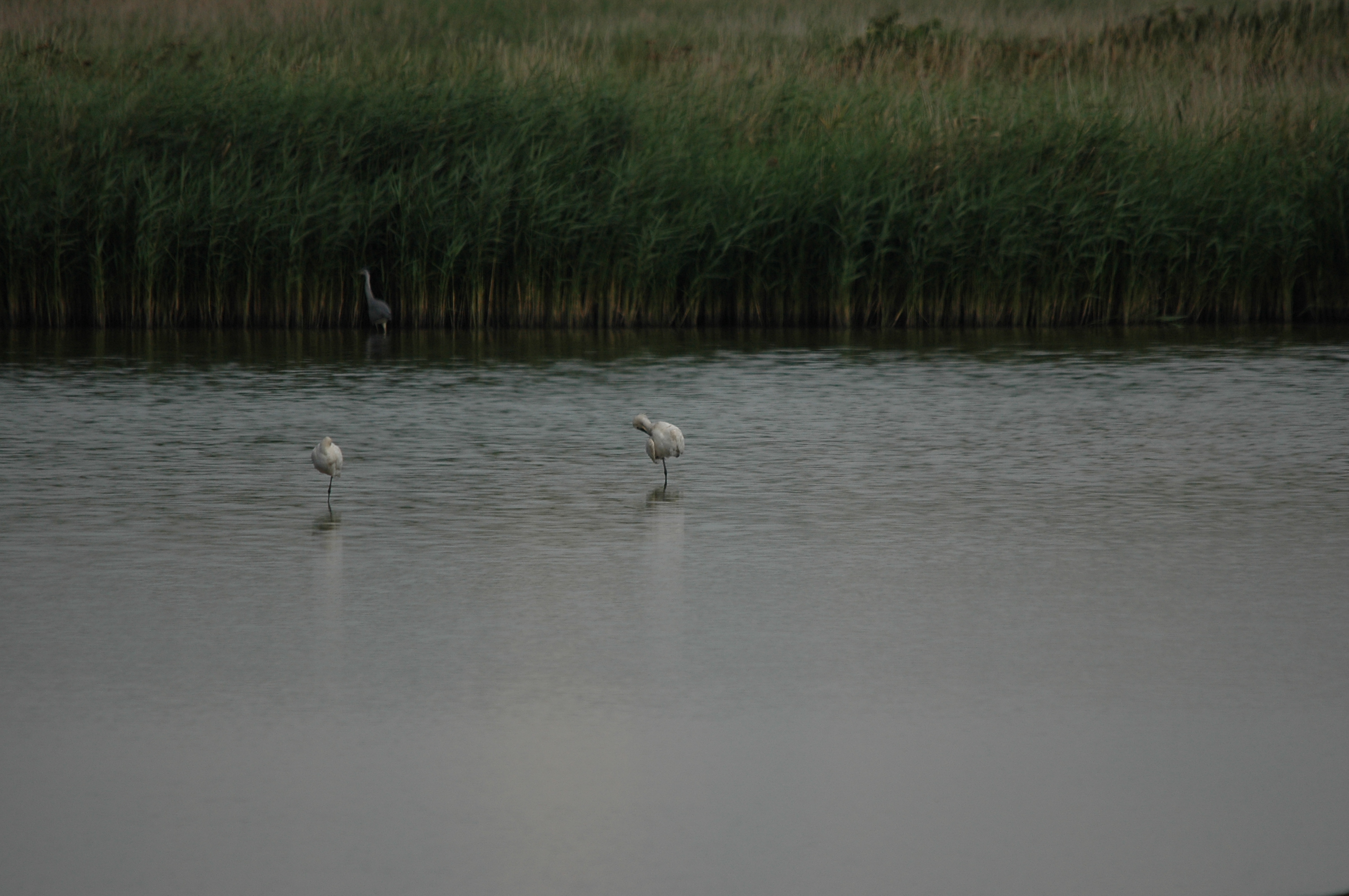 photos/wildlife/Bird_Species/025-Ibises-Spoonbills/0415-Eurasian_Spoonbill/DSC_6581.JPG