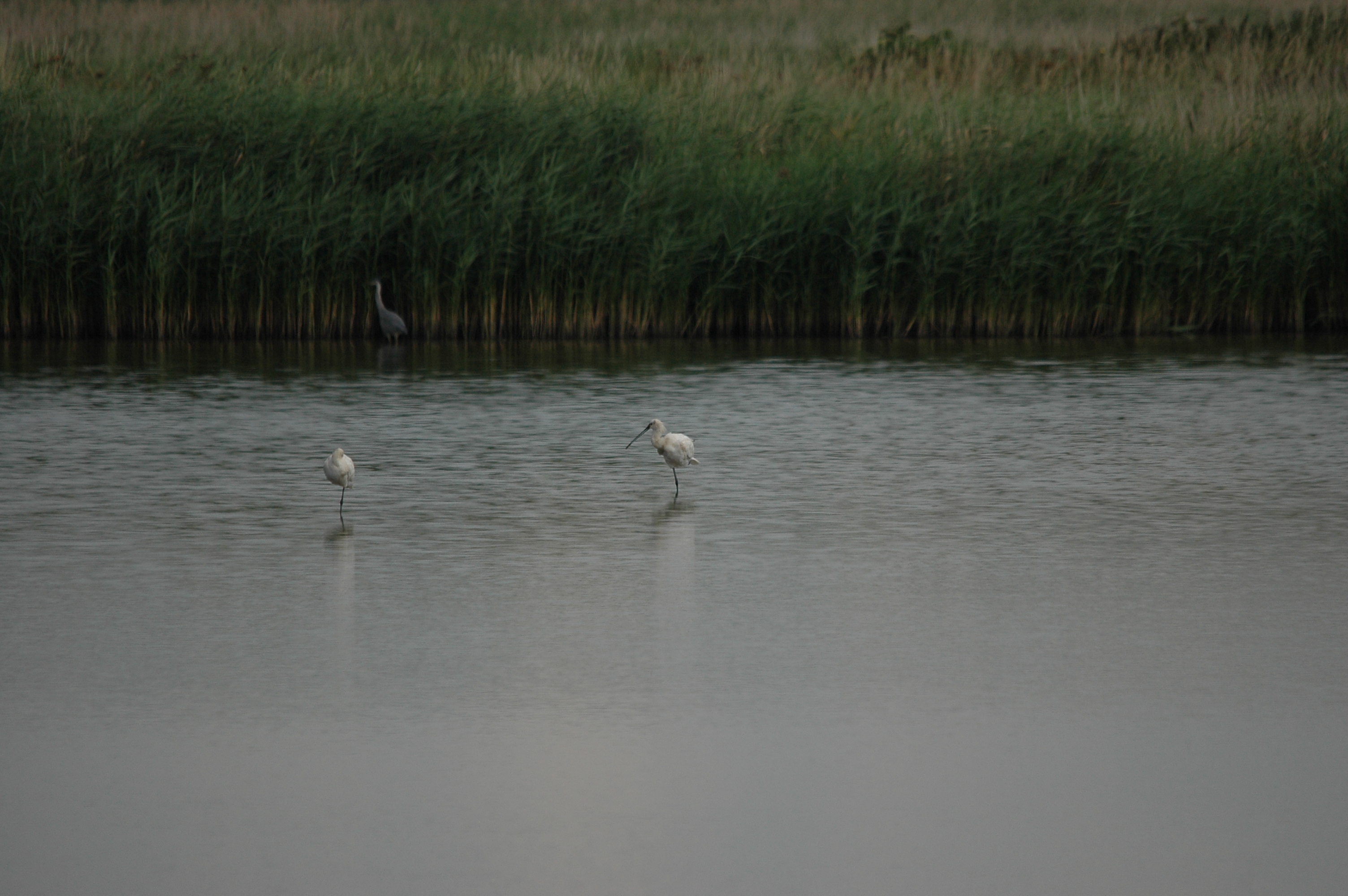 photos/wildlife/Bird_Species/025-Ibises-Spoonbills/0415-Eurasian_Spoonbill/DSC_6582.JPG