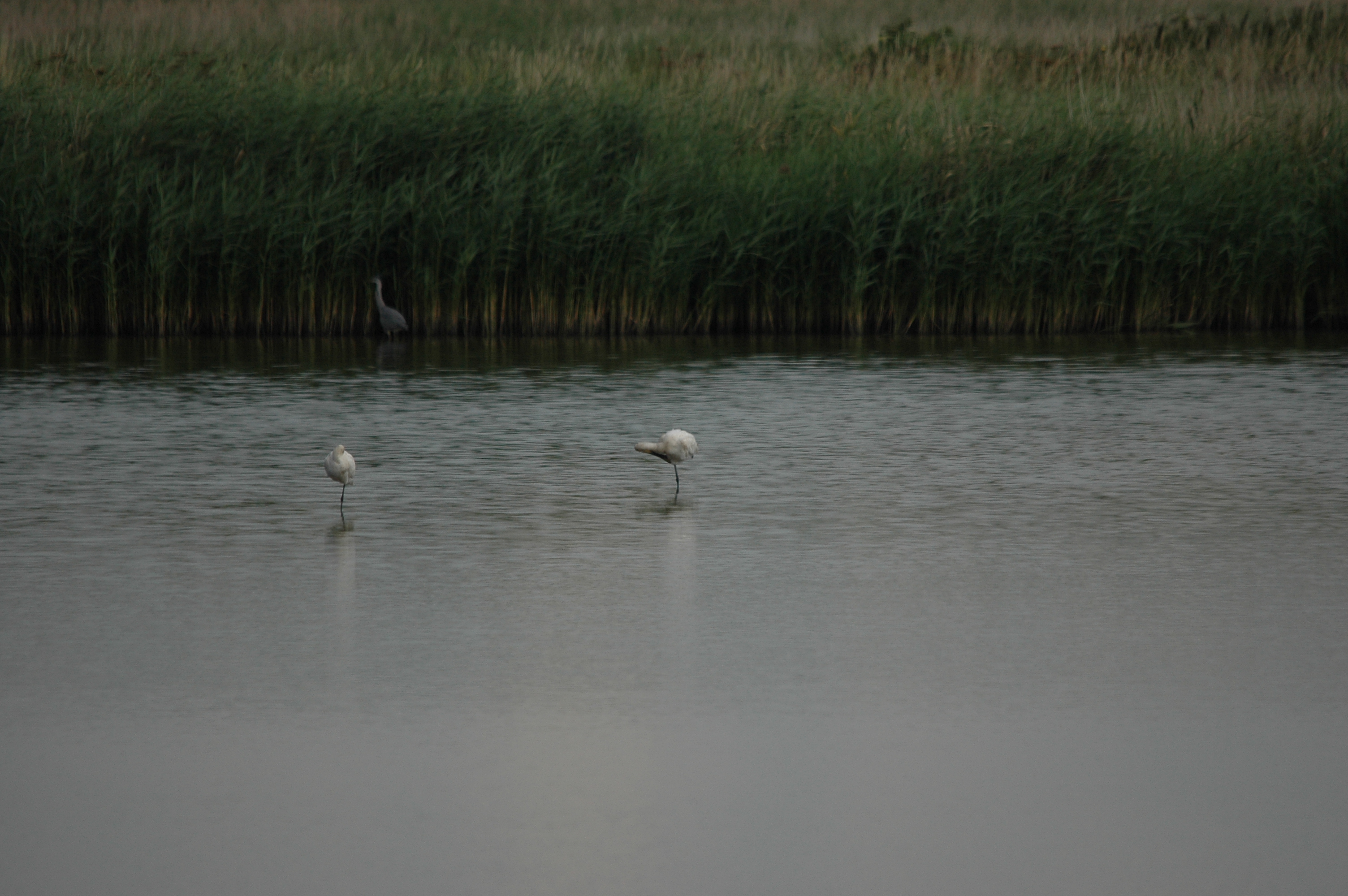 photos/wildlife/Bird_Species/025-Ibises-Spoonbills/0415-Eurasian_Spoonbill/DSC_6583.JPG