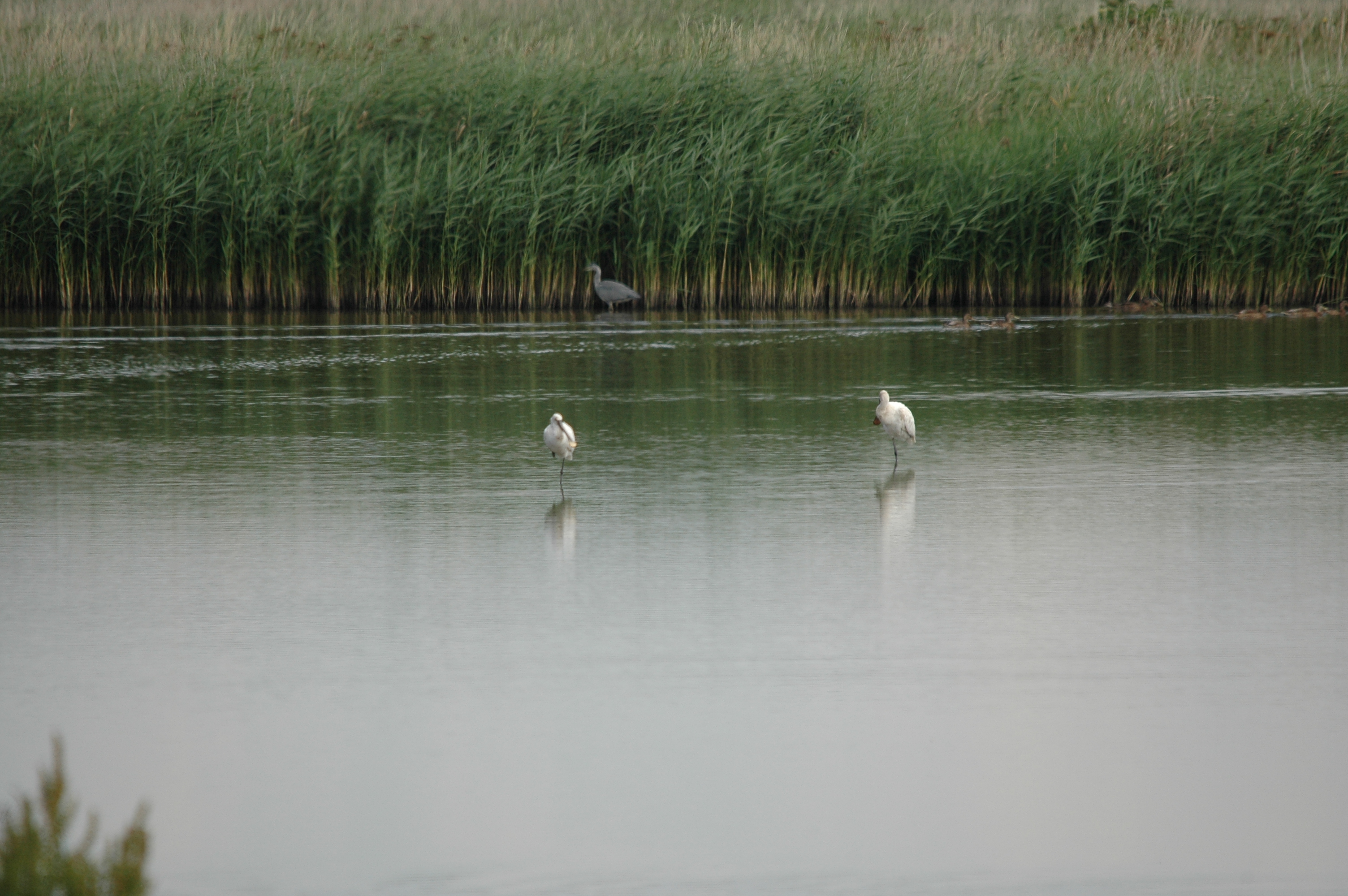 photos/wildlife/Bird_Species/025-Ibises-Spoonbills/0415-Eurasian_Spoonbill/DSC_6584.JPG