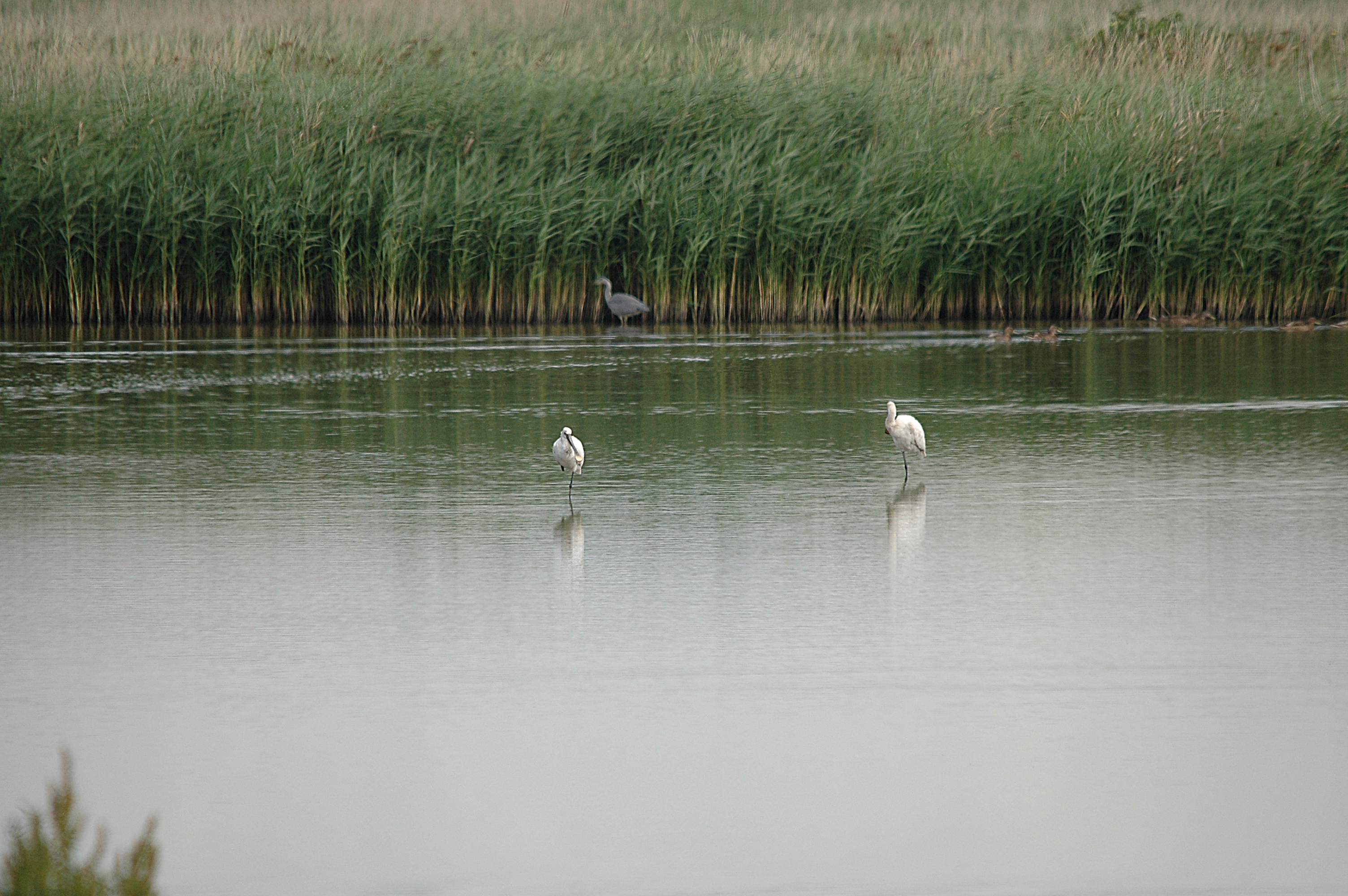 photos/wildlife/Bird_Species/025-Ibises-Spoonbills/0415-Eurasian_Spoonbill/DSC_6585.JPG